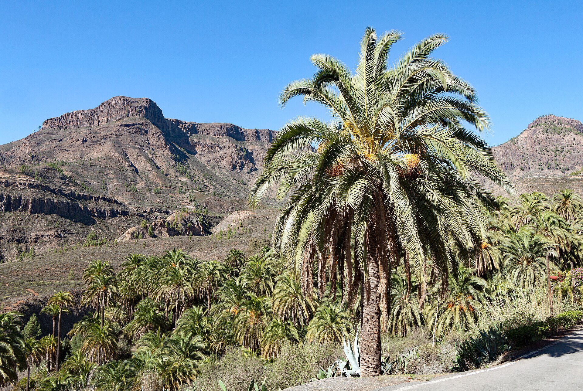 Phoenix canariensis
