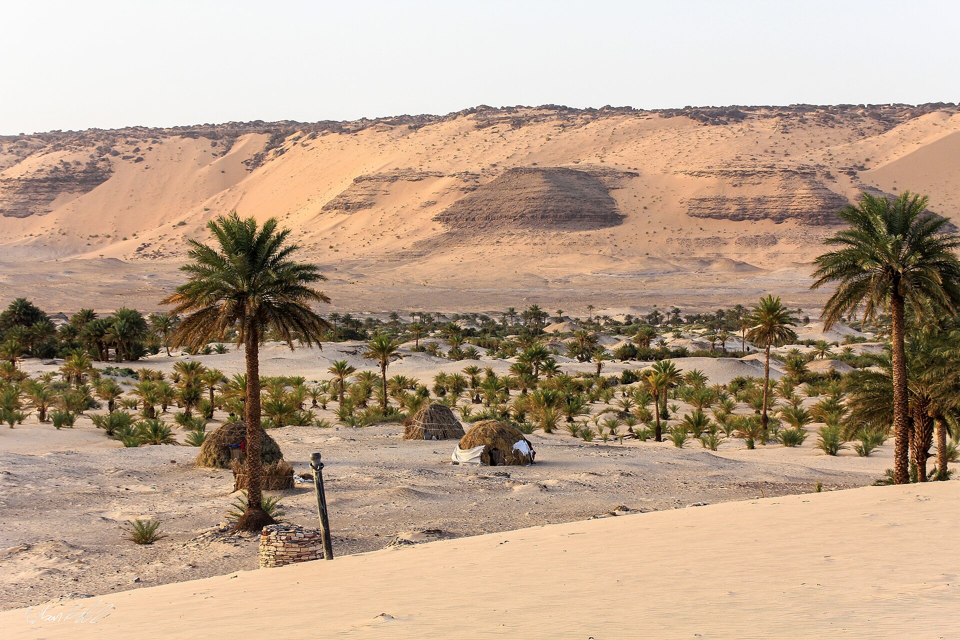 Phoenix dactylifera
