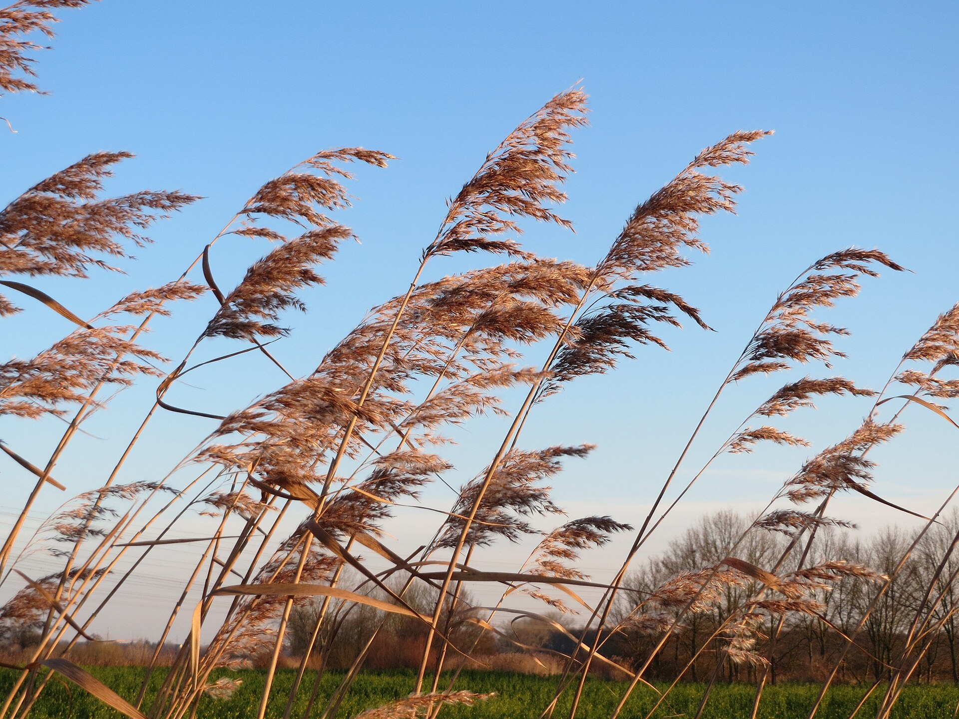 Phragmites australis