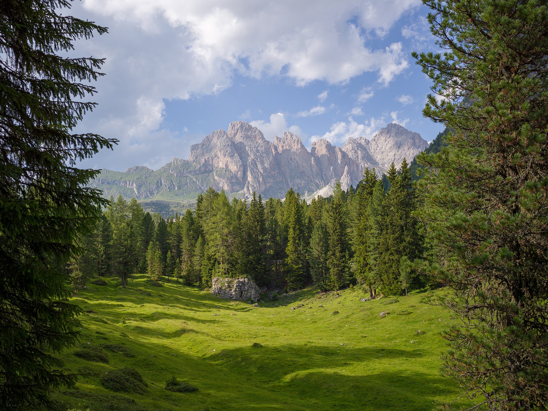 Picea abies