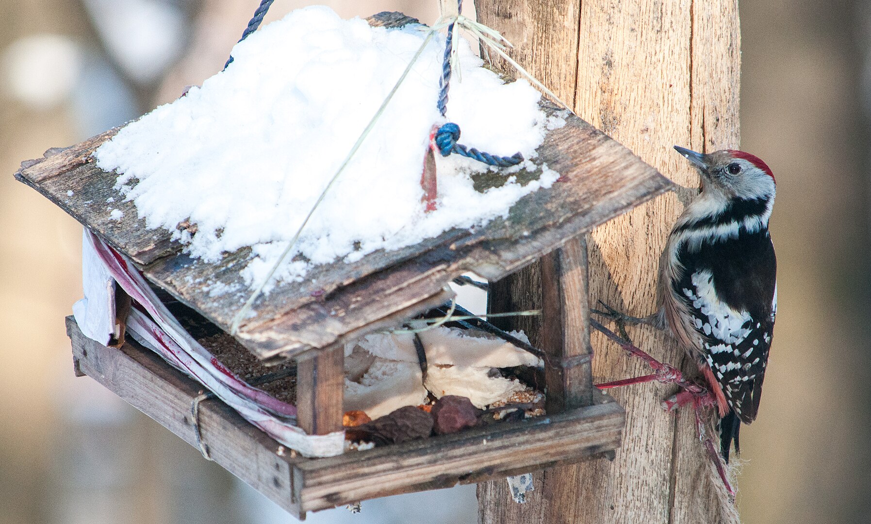 Pico Mediano (Dendropicos medius)