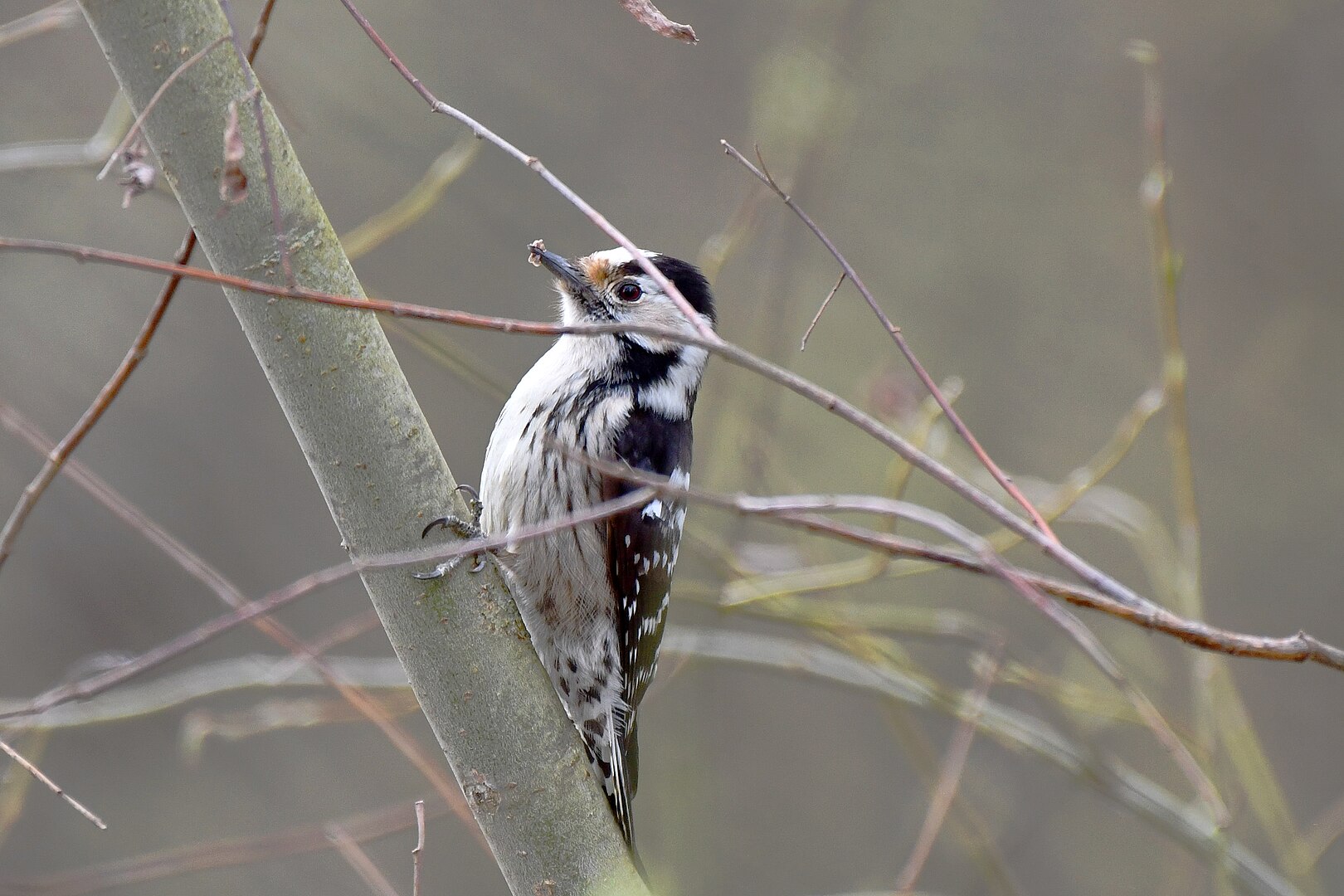 Pico Menor (Dendrocopos minor)