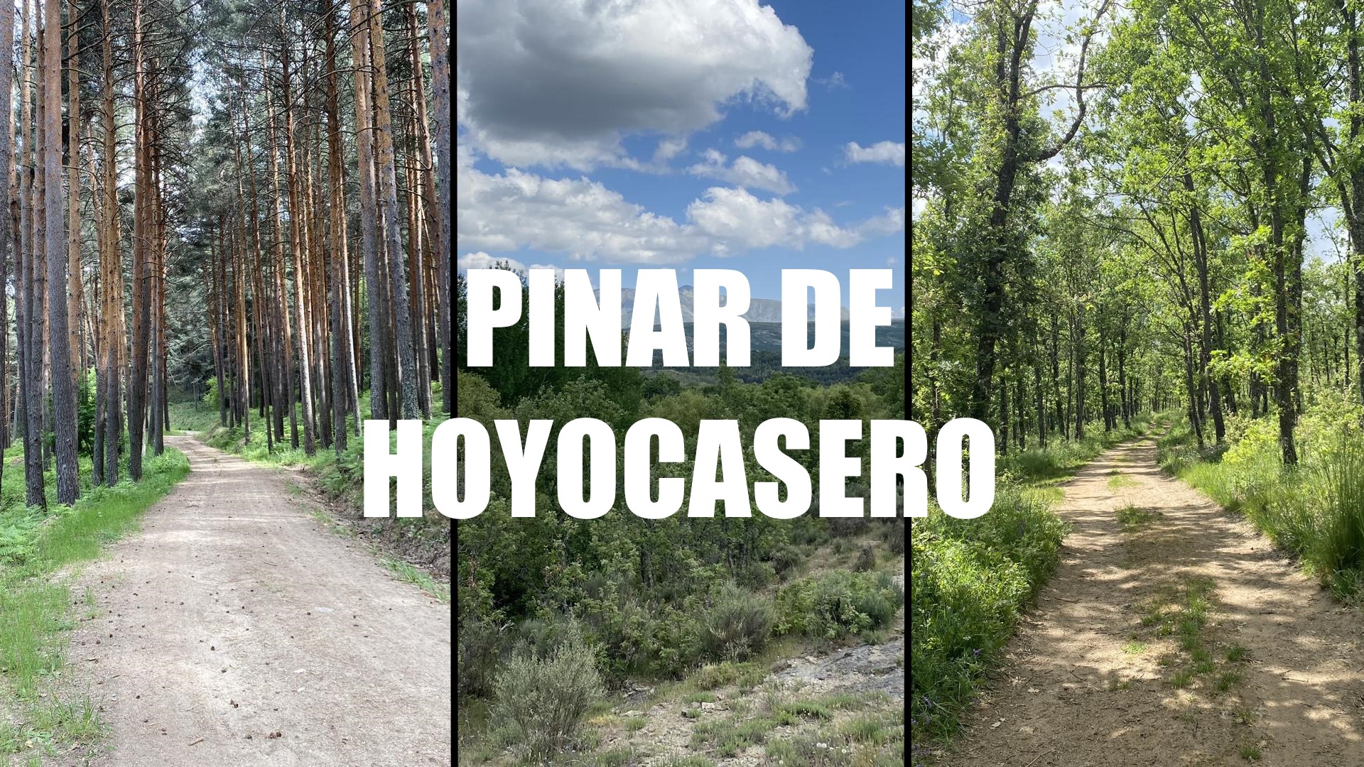 Pinar de Hoyocasero