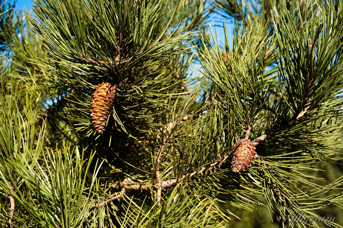 Pinus pinaster