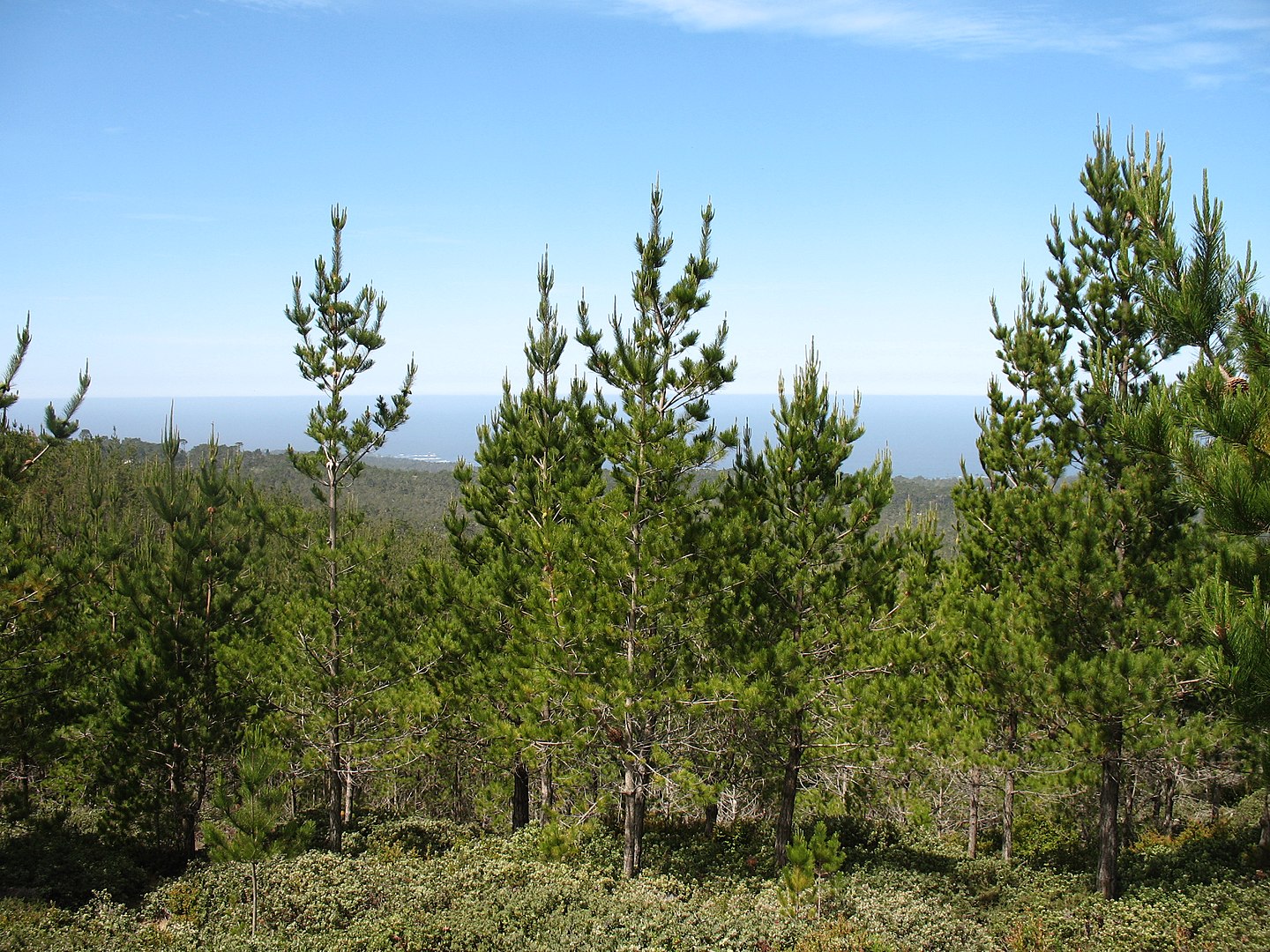 Pinus radiata