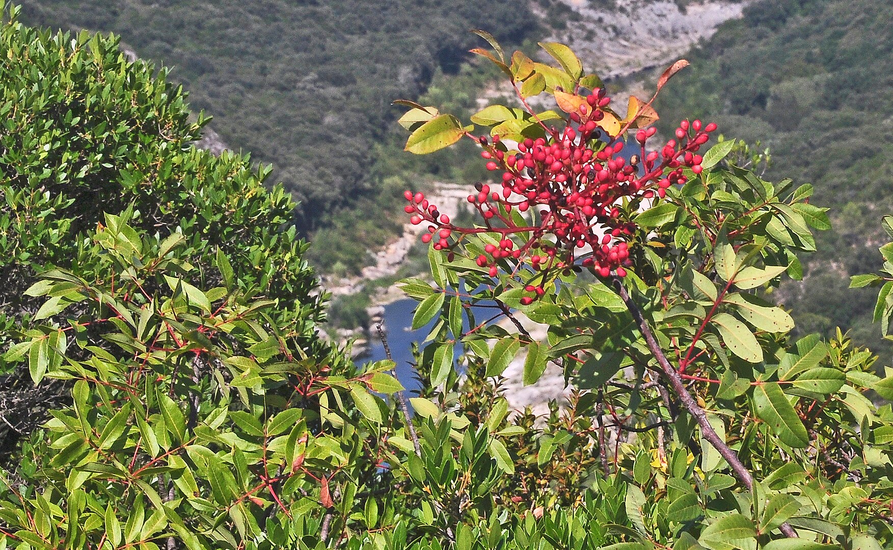 Pistacia terebinthus