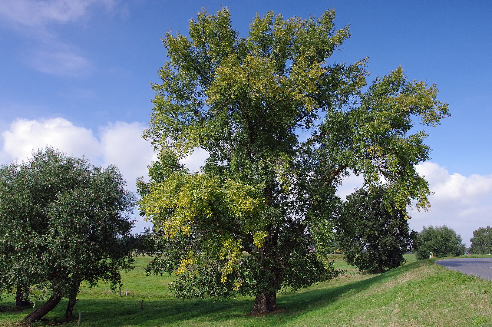 Populus nigra