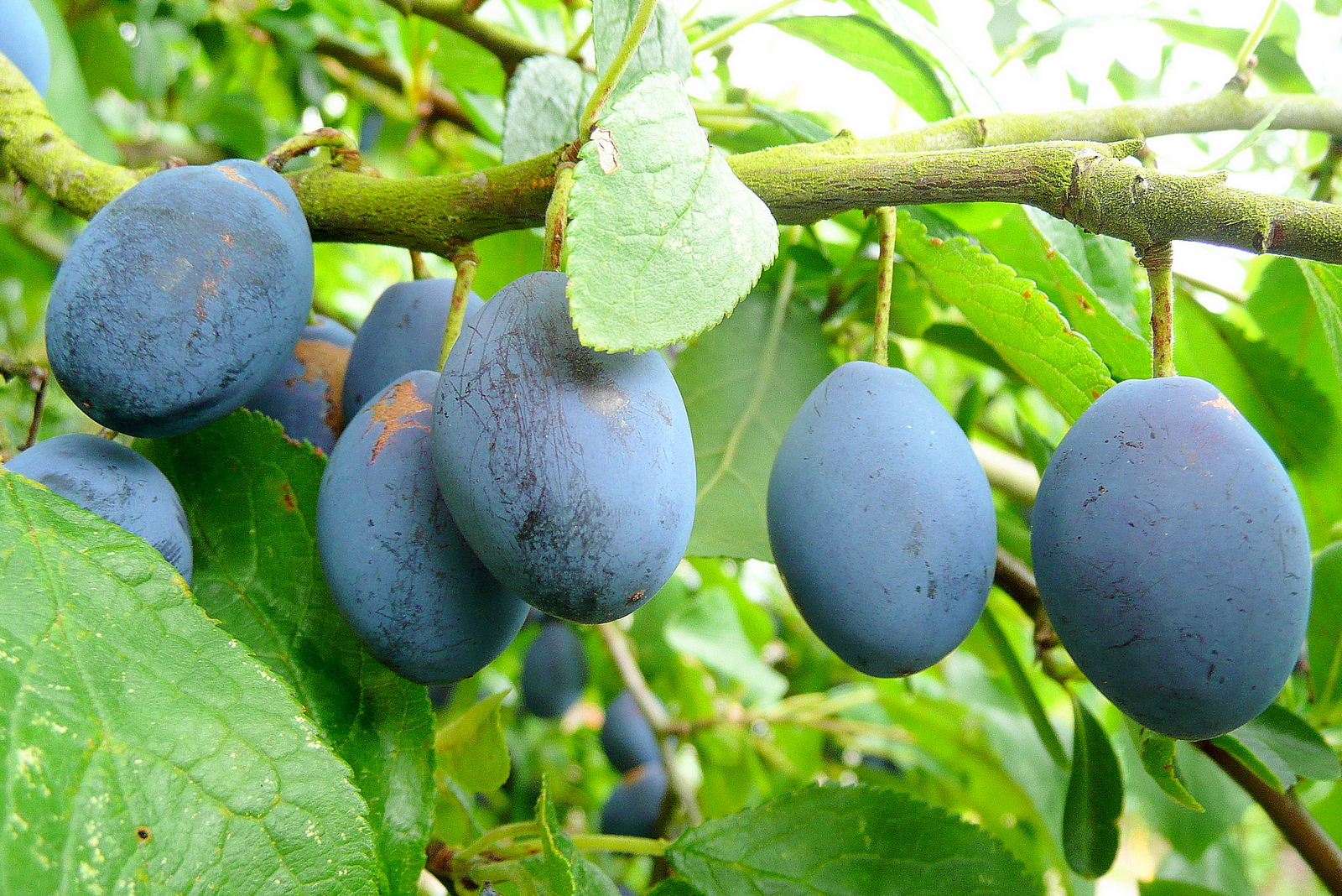 Prunus domestica