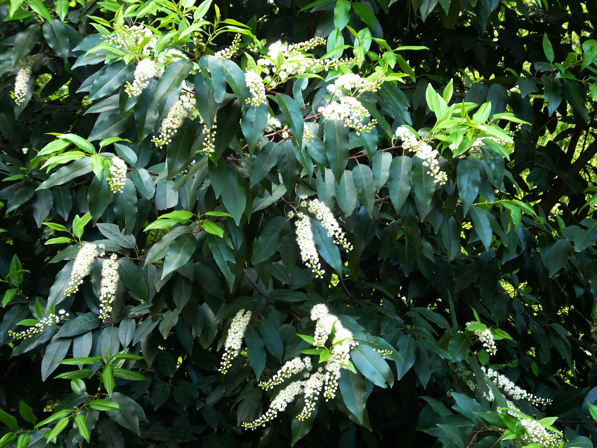 Prunus lusitanica