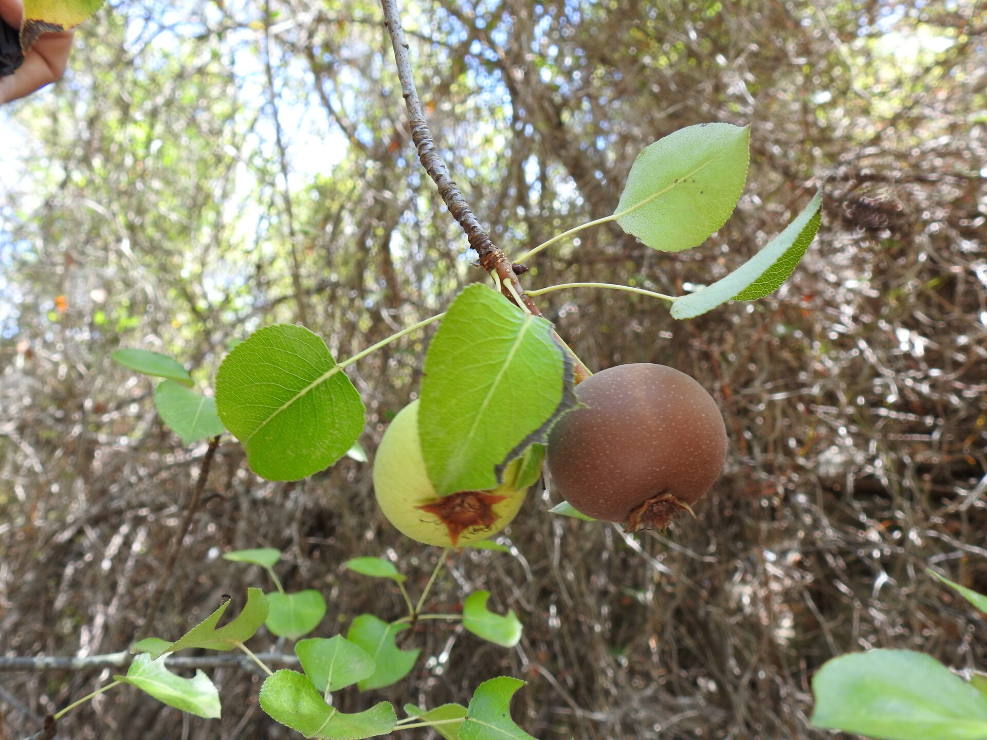 Pyrus bourgaeana