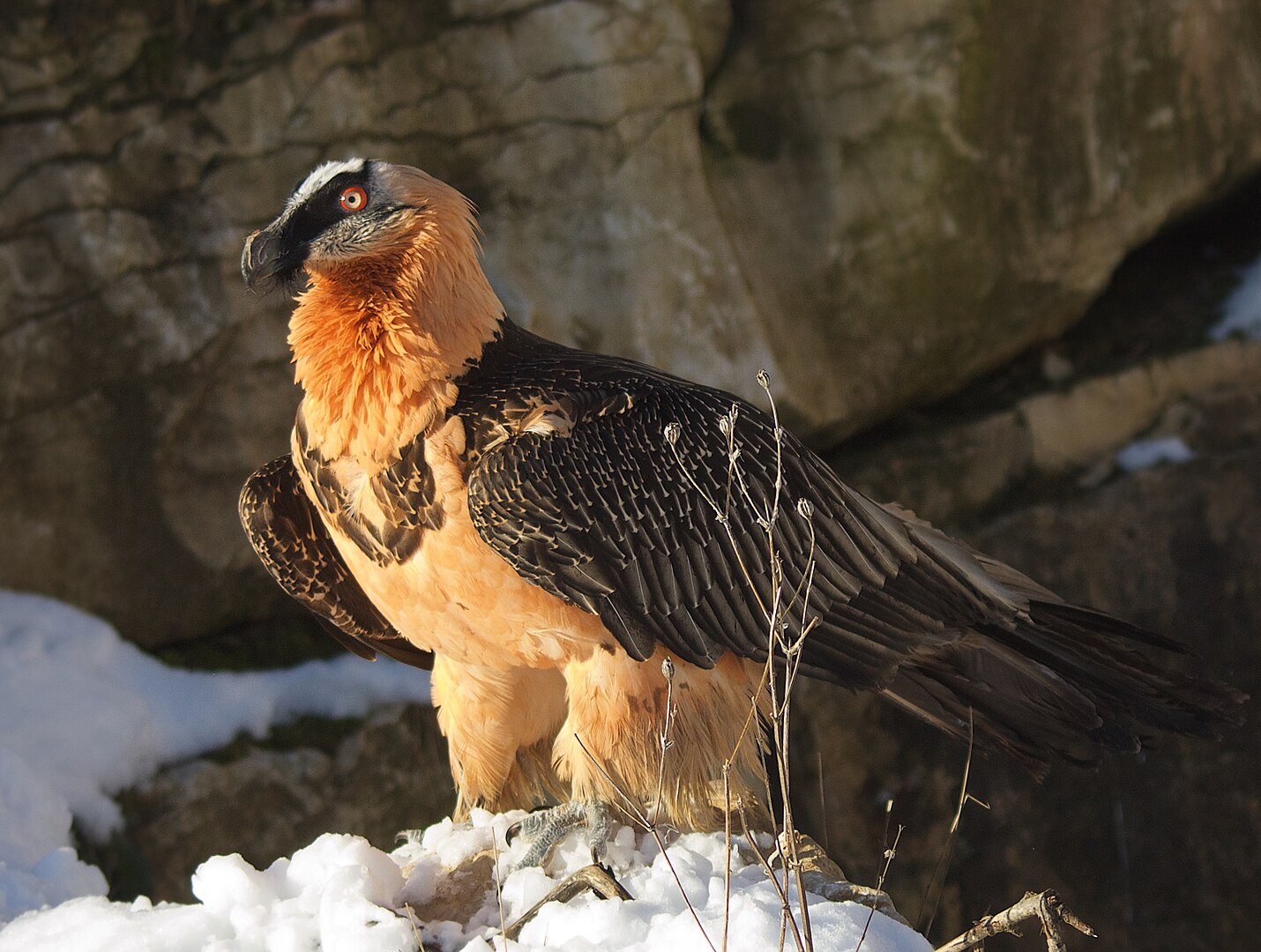 Quebrantahuesos (Gypaetus barbatus)