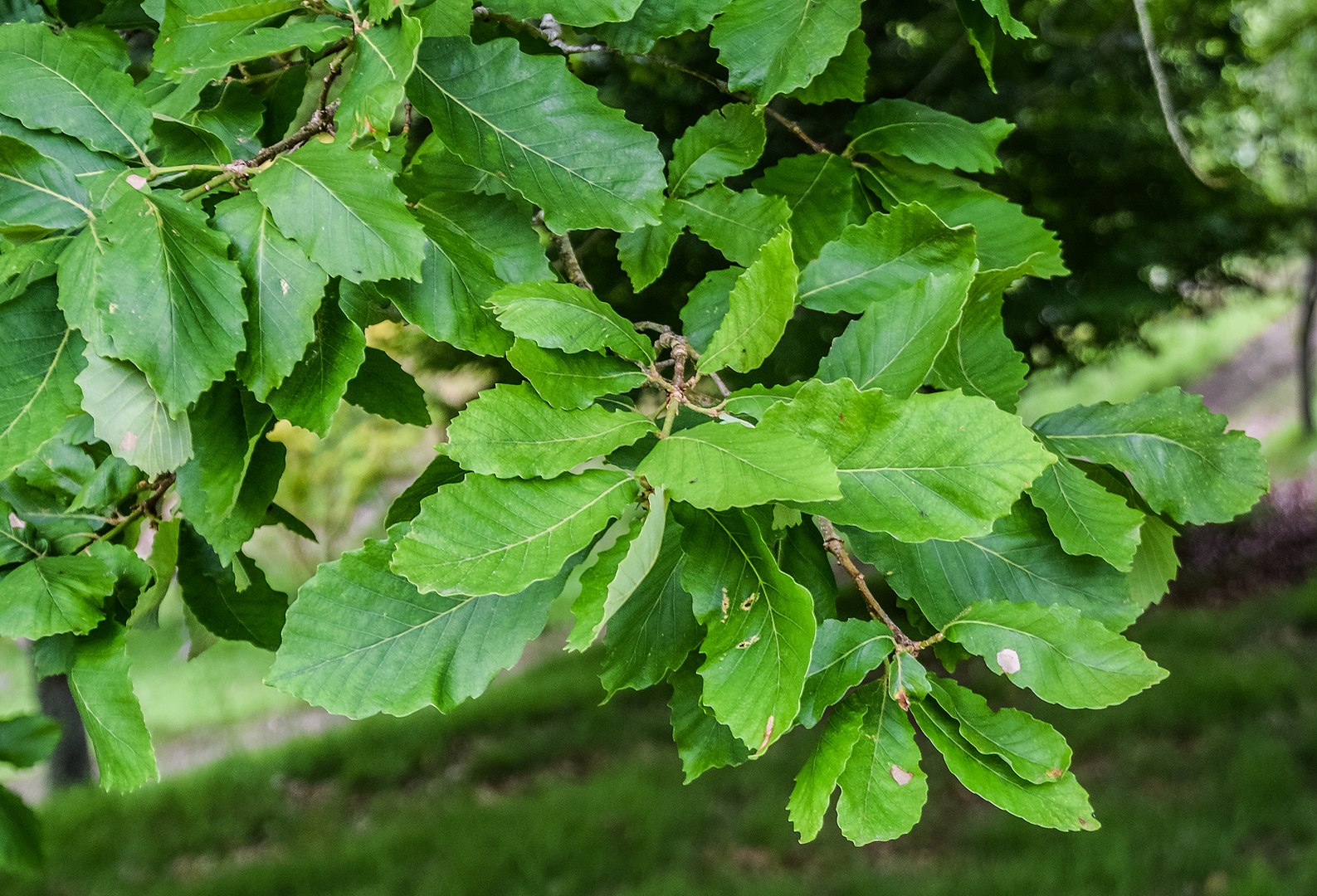 Quercus canariensis