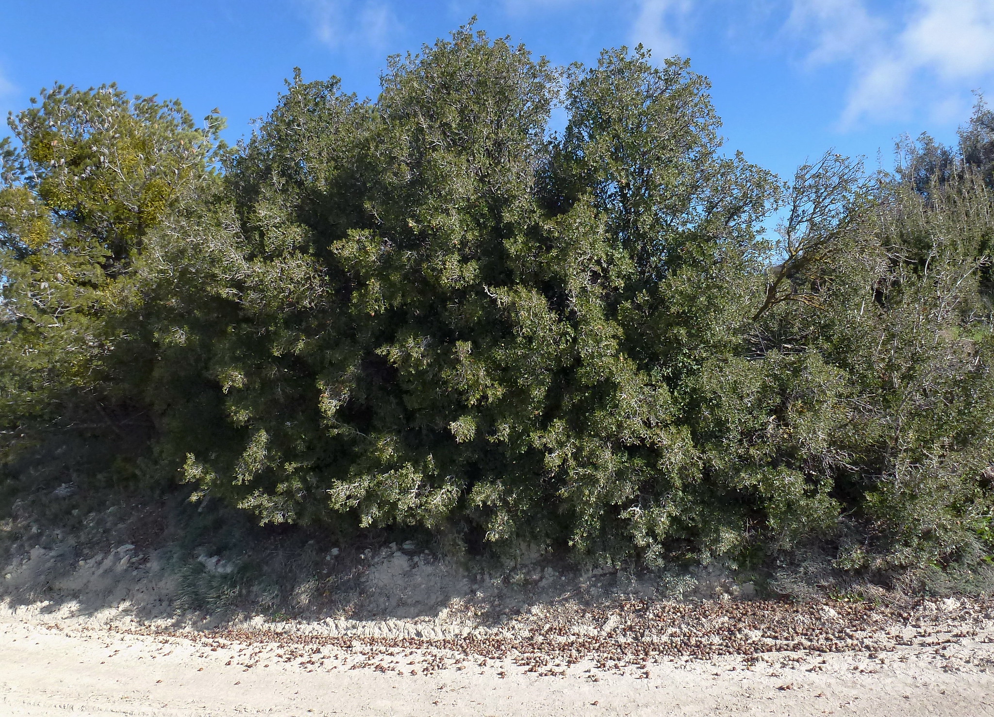 Quercus coccifera