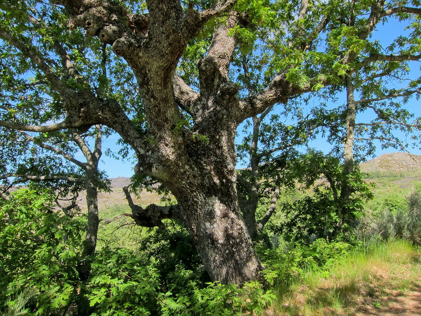 Quercus pyrenaica