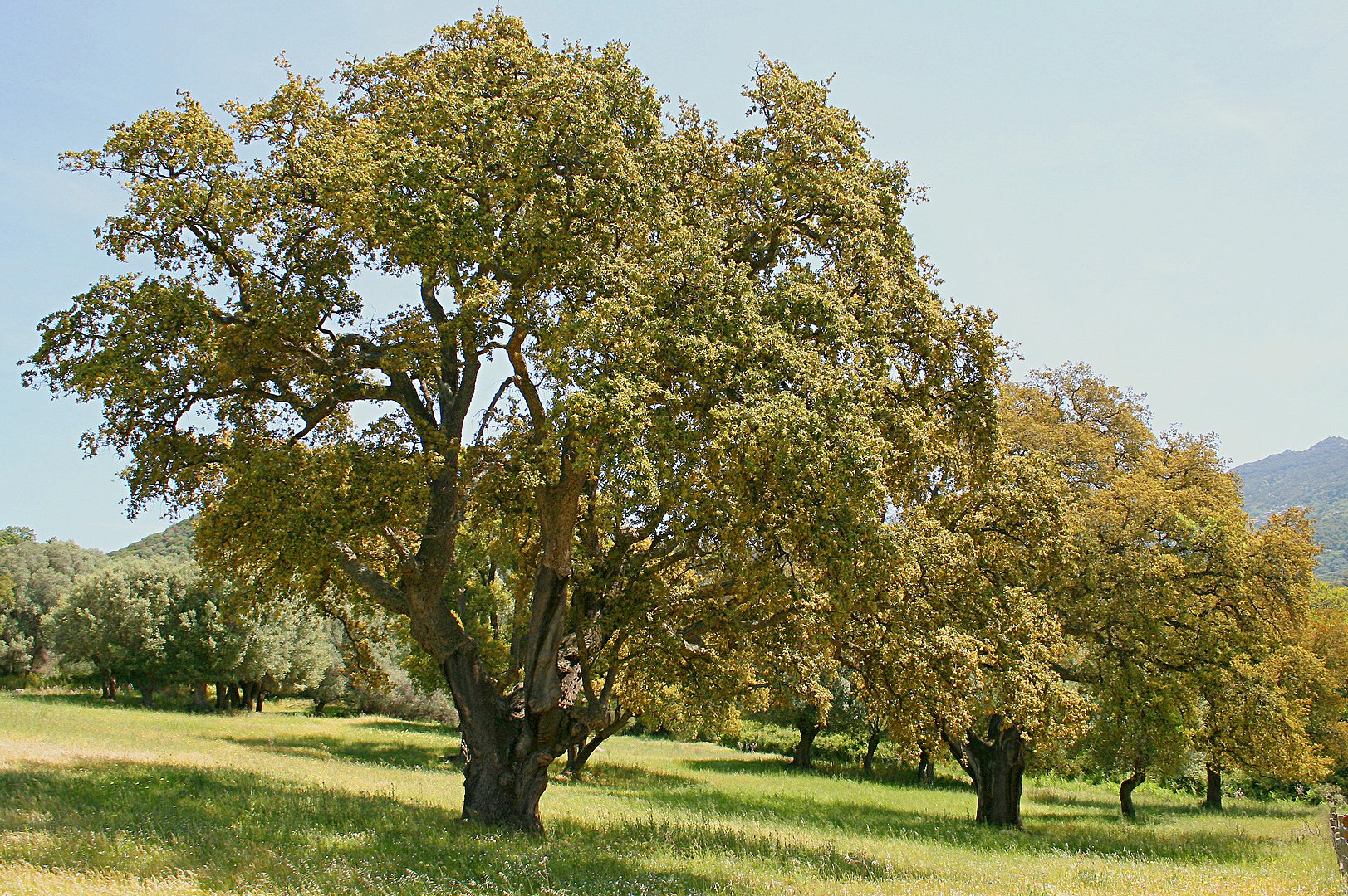 Quercus suber