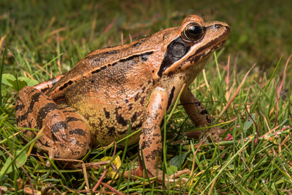 Rana Ágil (Rana dalmatina)