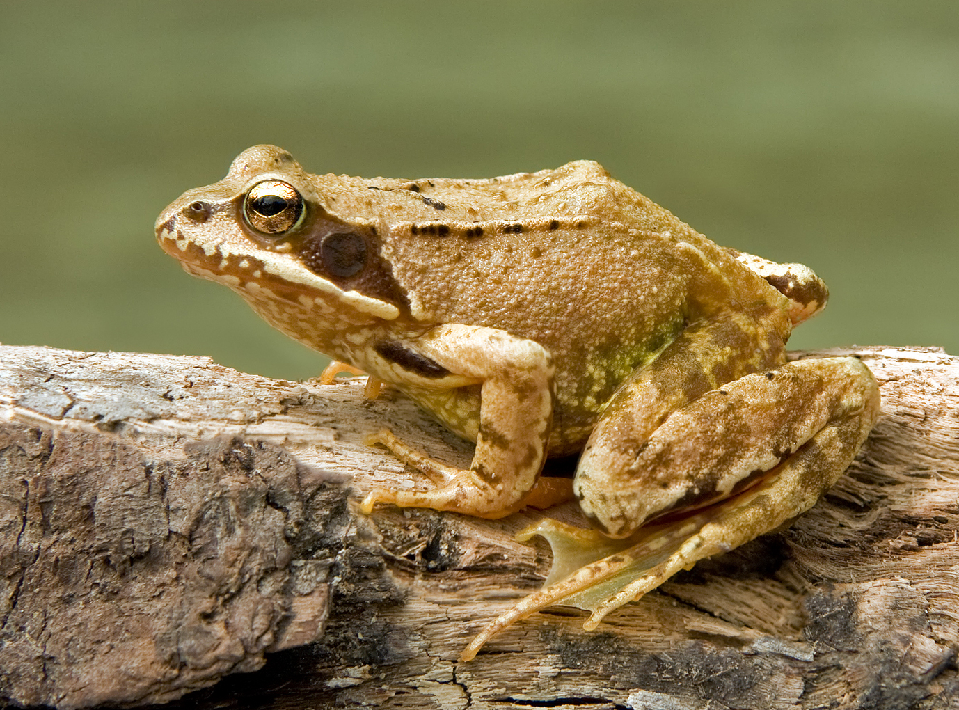Rana Bermeja (Rana temporaria)
