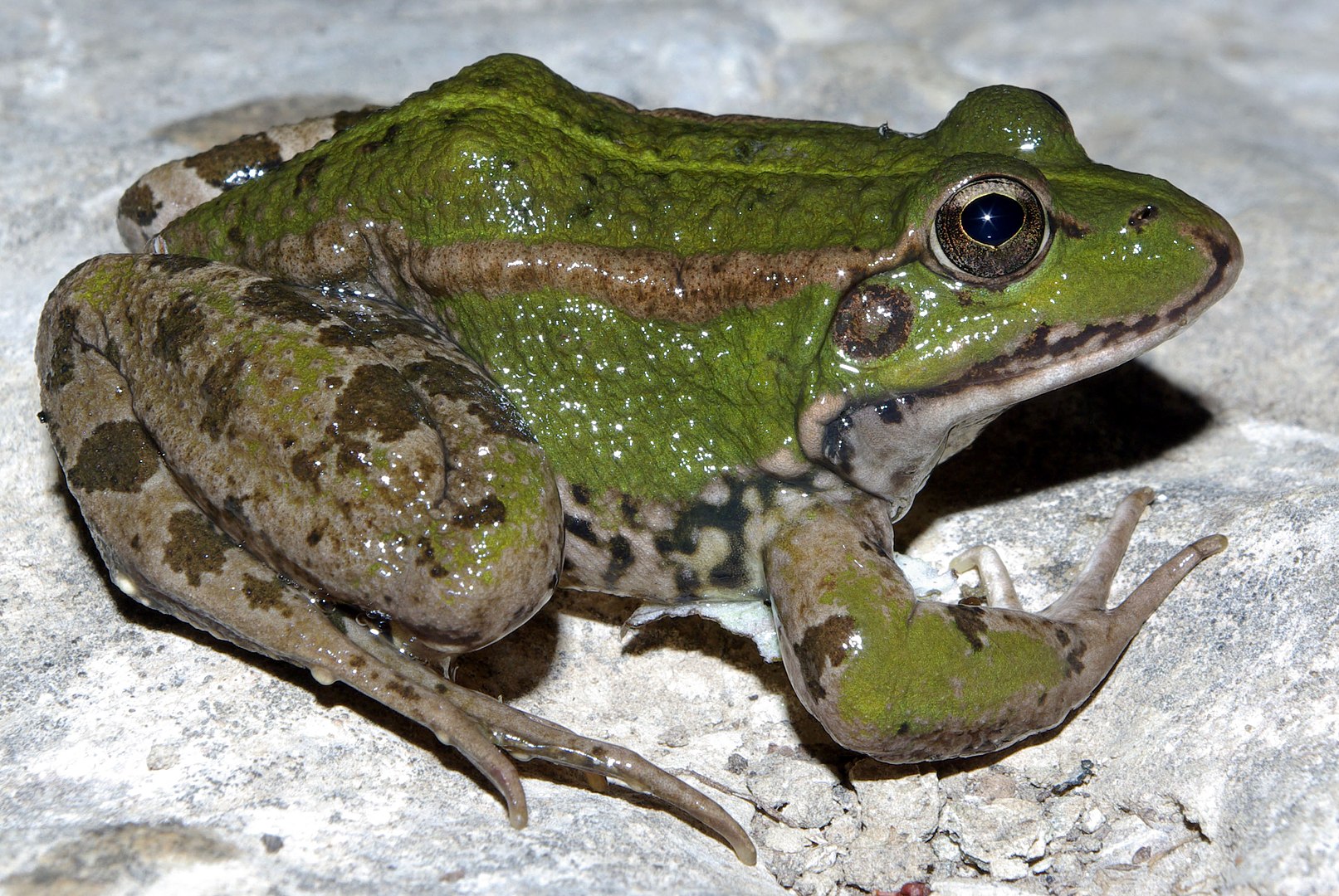 Rana Común (Pelophylax perezi)