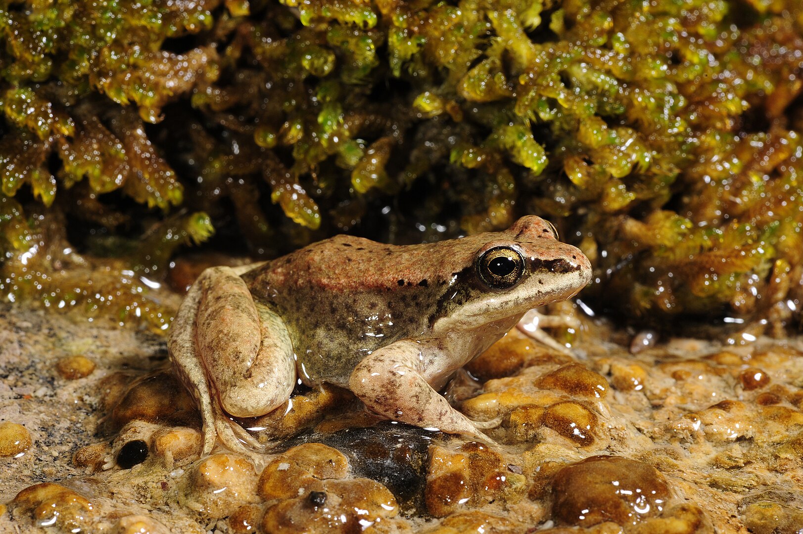 Rana Pirenaica (Rana pyrenaica)