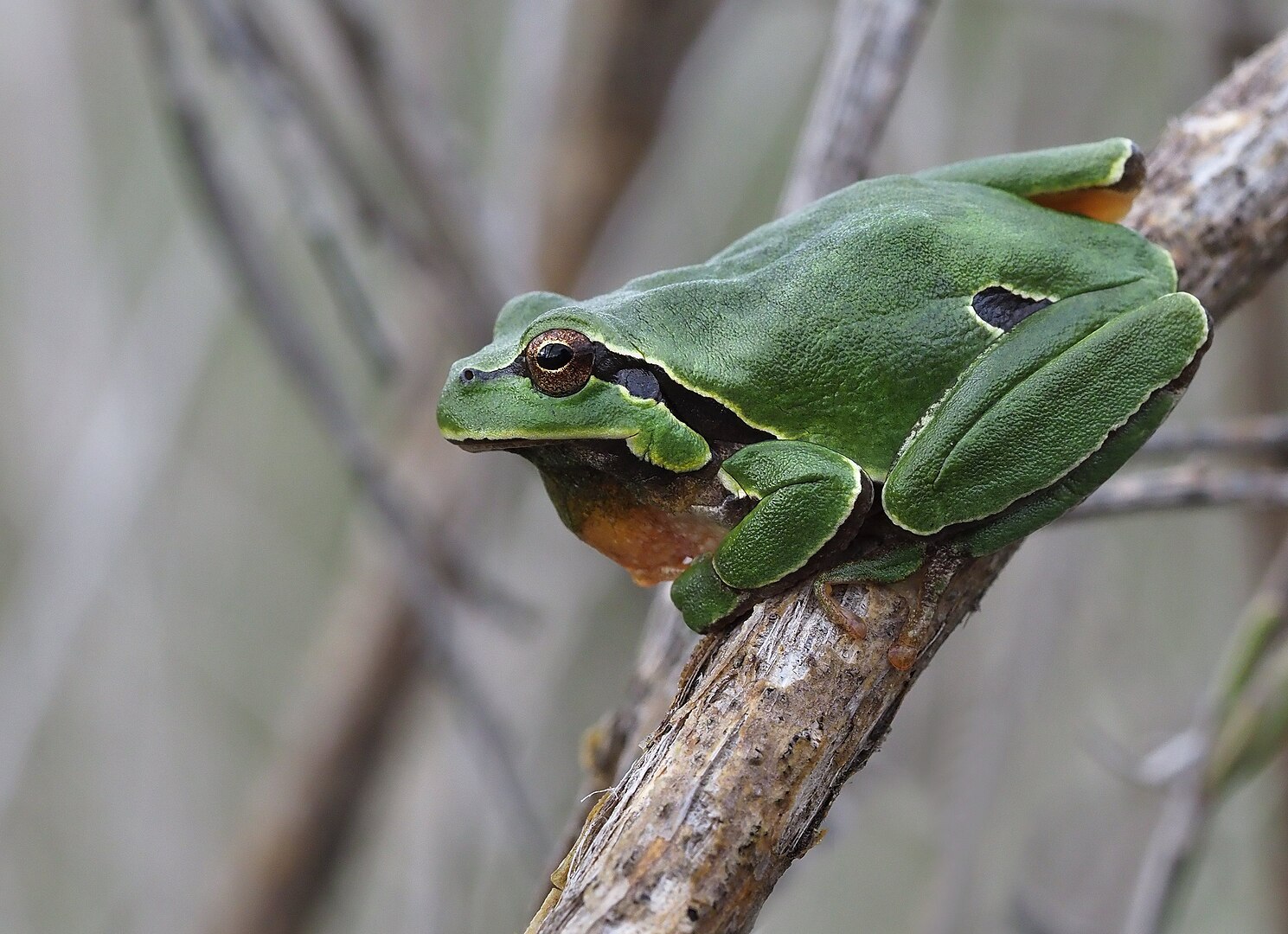 Ranita de San Antonio (Hyla molleri)