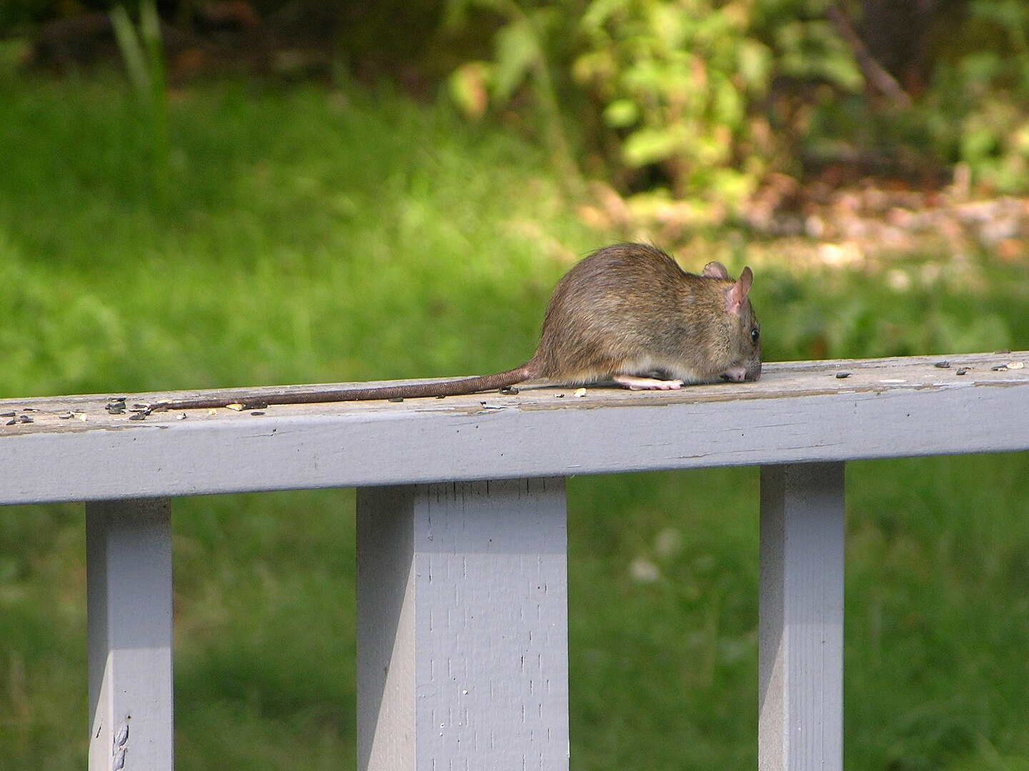 Rata Negra (Rattus rattus)