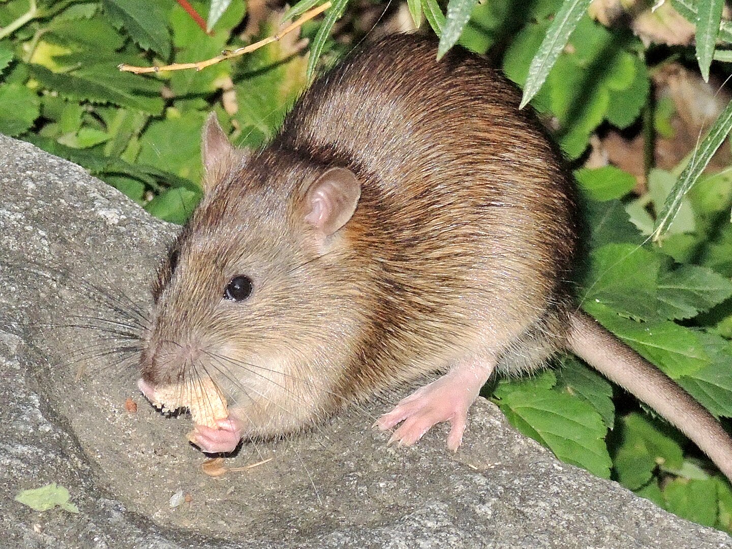Rata Parda (Rattus norvegicus)