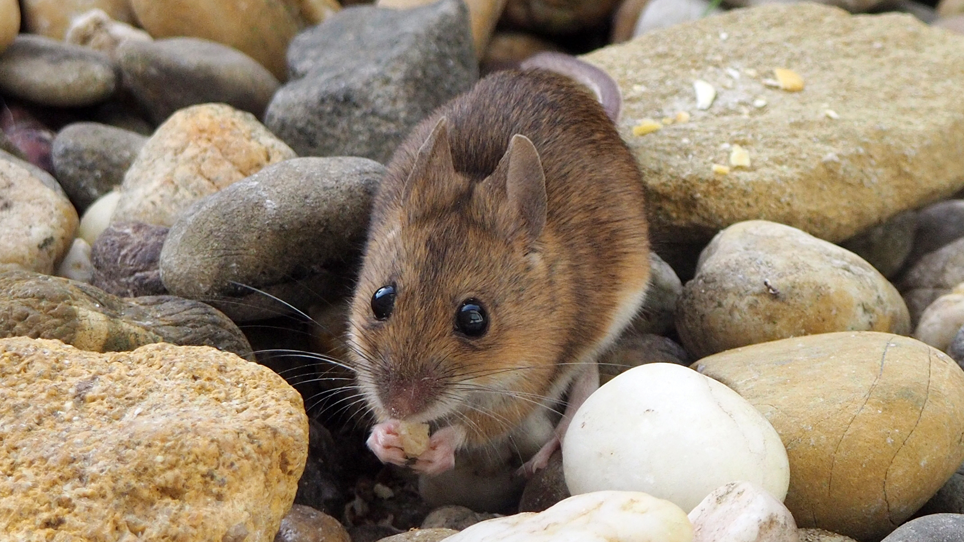 Ratón de Campo (Apodemus sylvaticus)