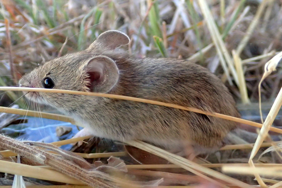 Ratón Moruno (Mus spretus)