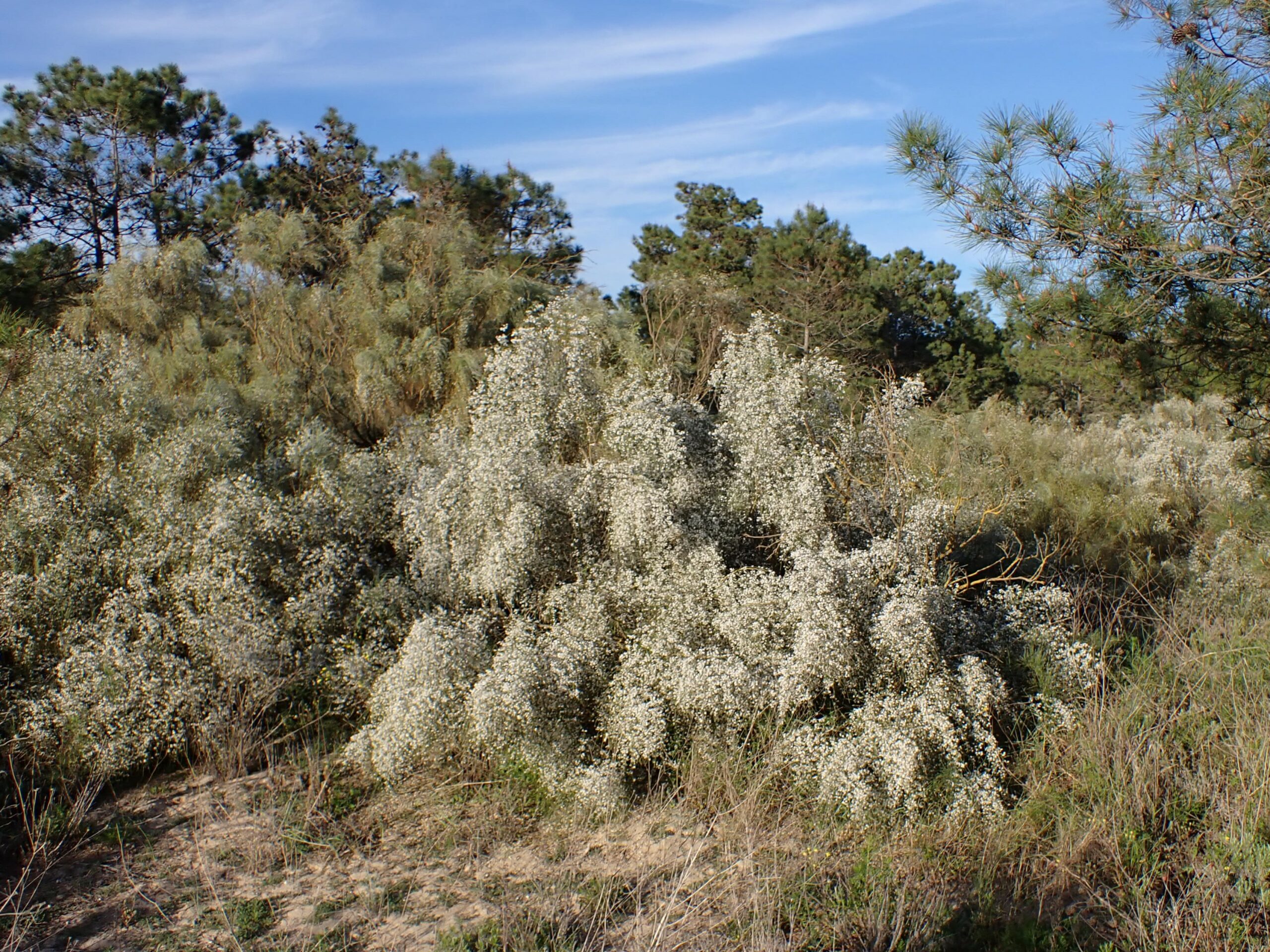 Retama monosperma