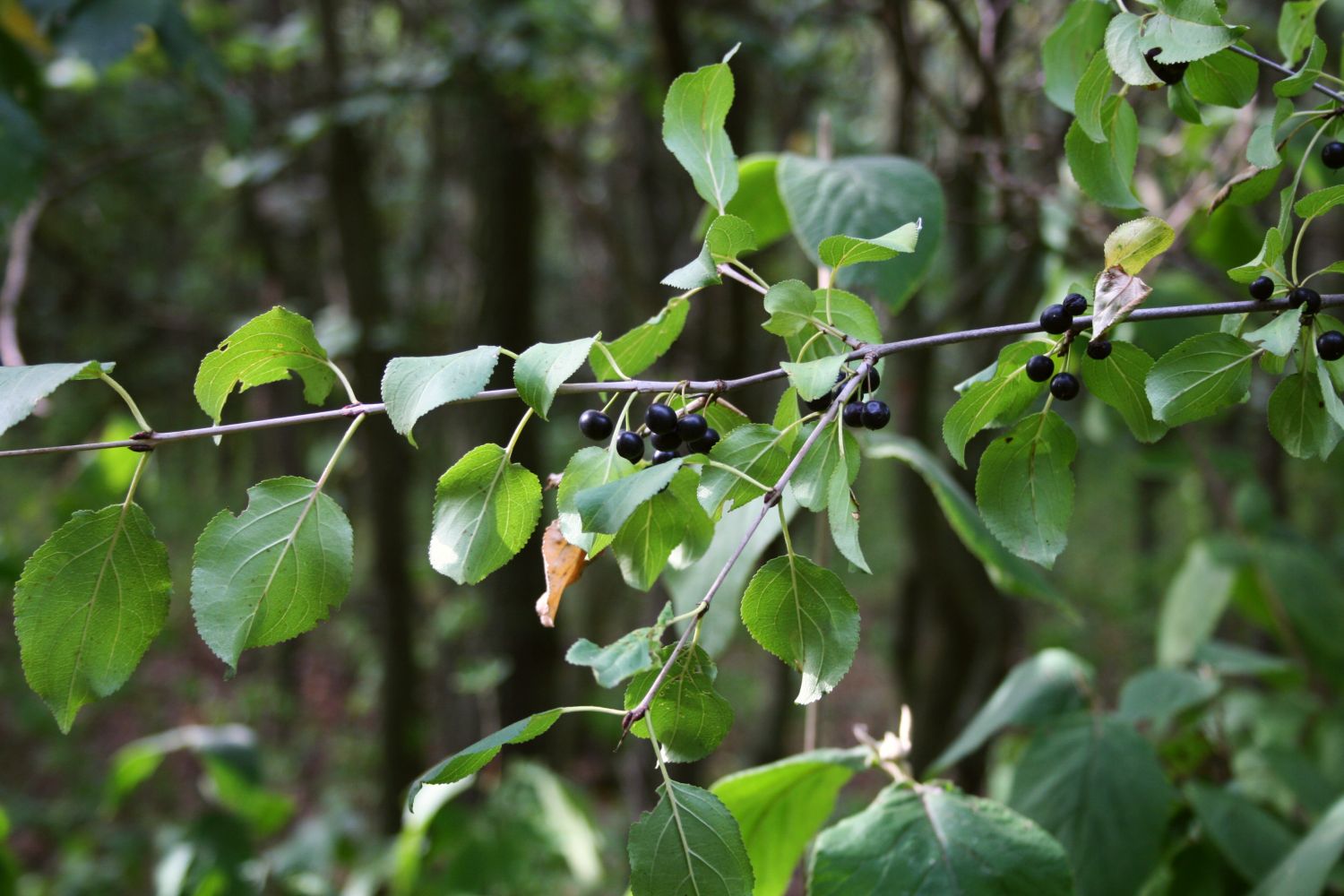 Rhamnus cathartica