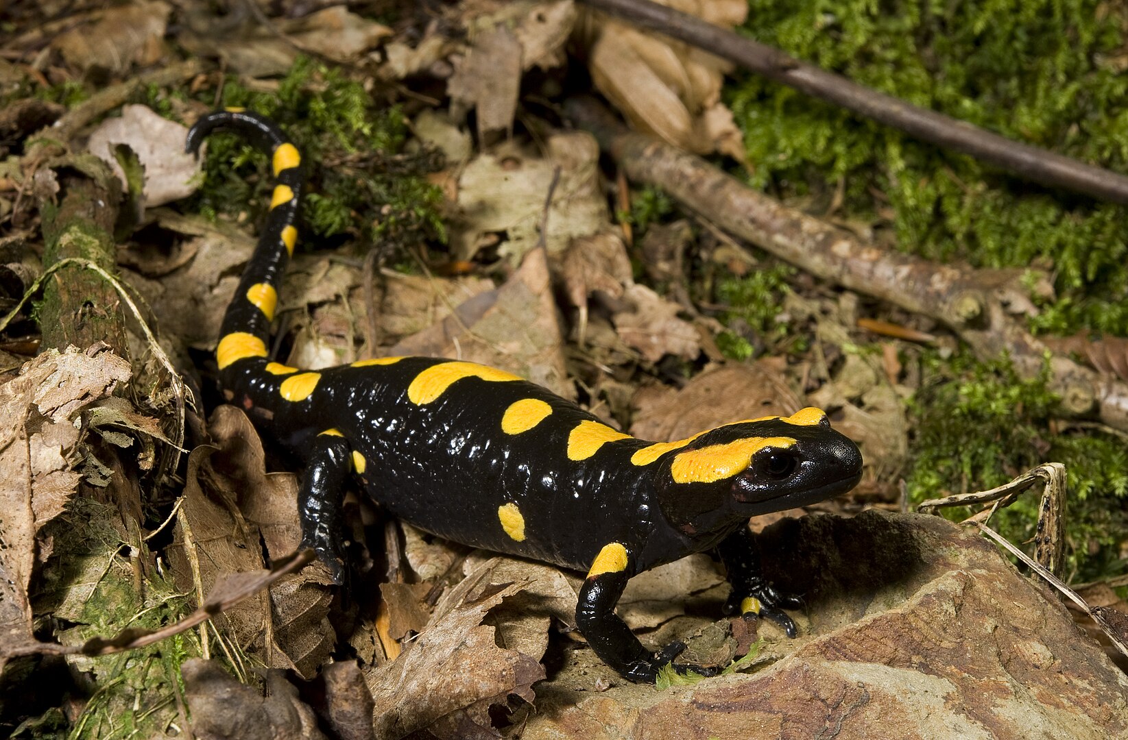 Salamandra Penibética (Salamandra longirostris)