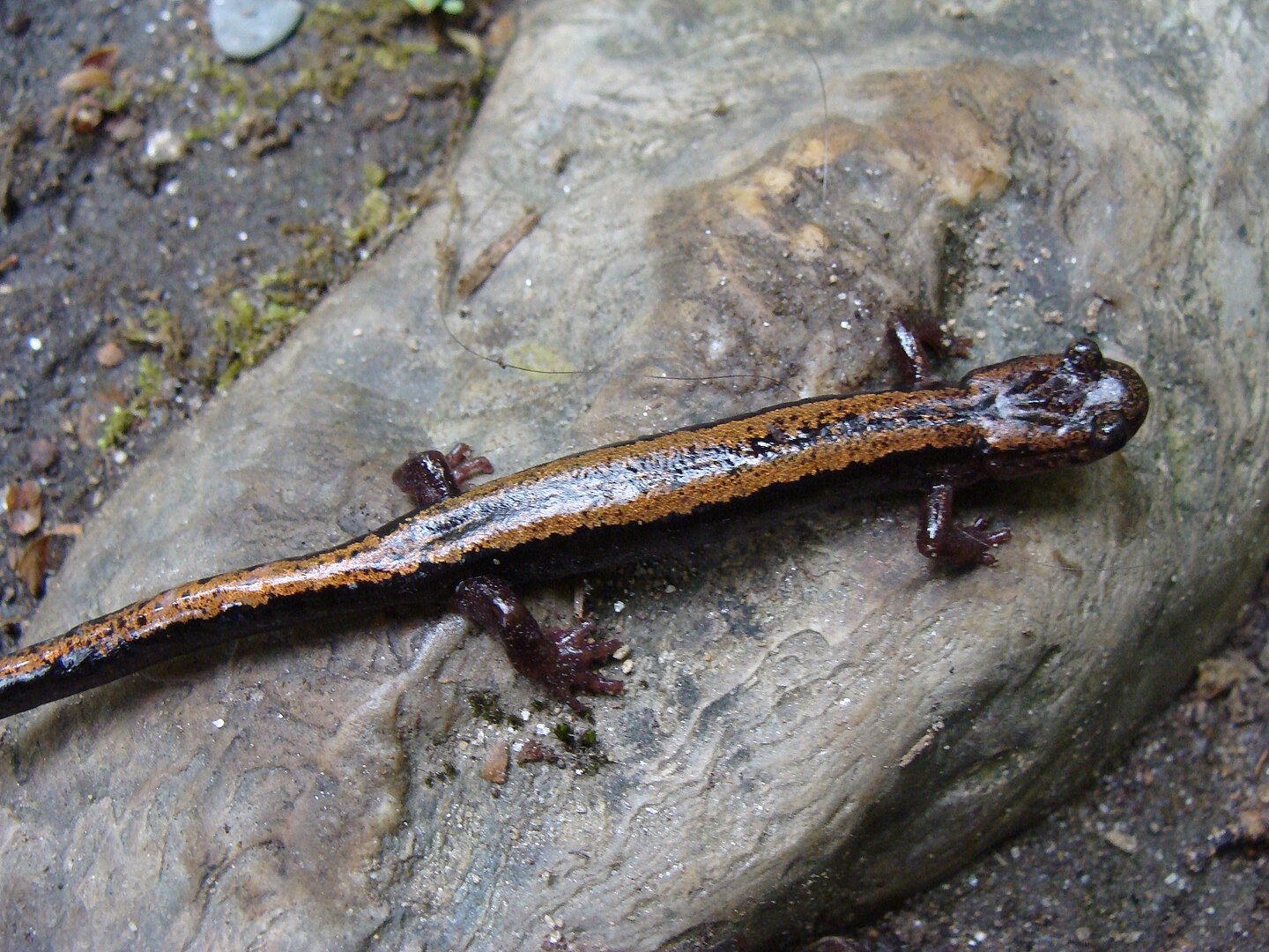Salamandra Rabilarga (Chioglossa lusitanica)
