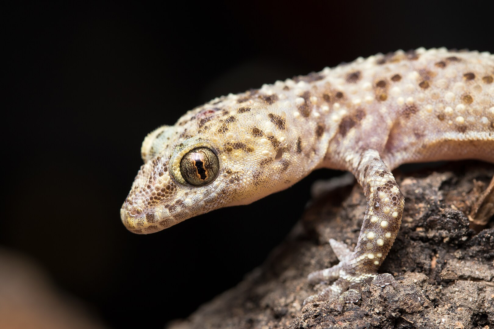 Salamanquesa Rosada (Hemidactylus turcicus)