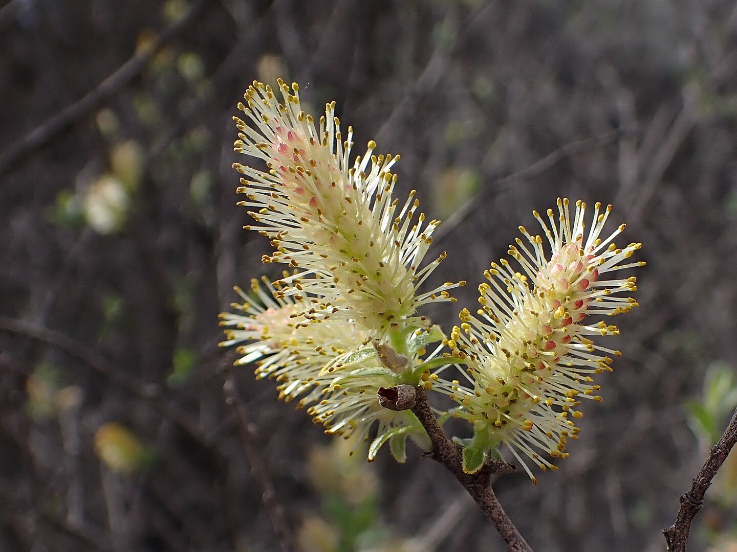 Salix atrocinerea