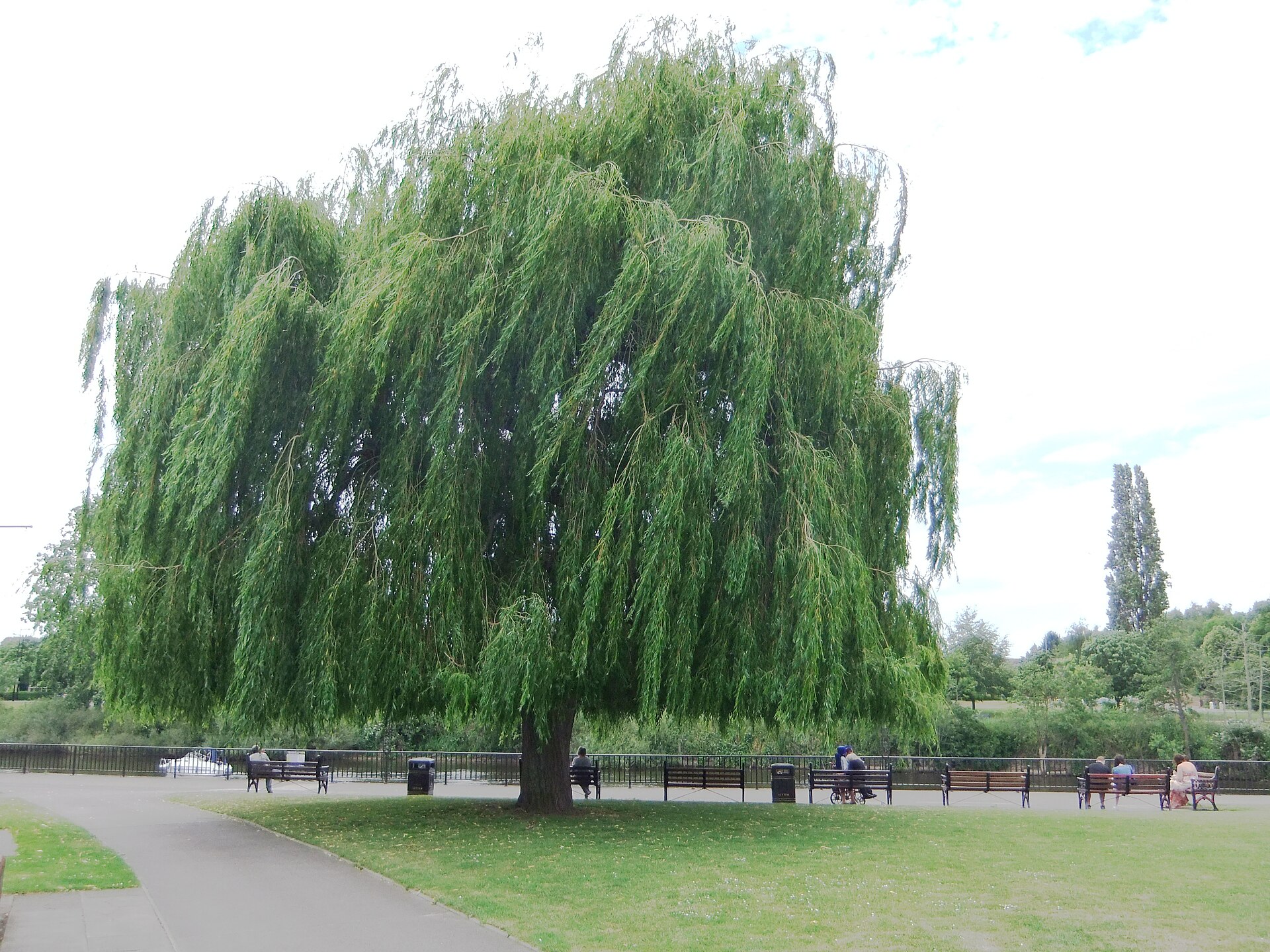 Salix babylonica
