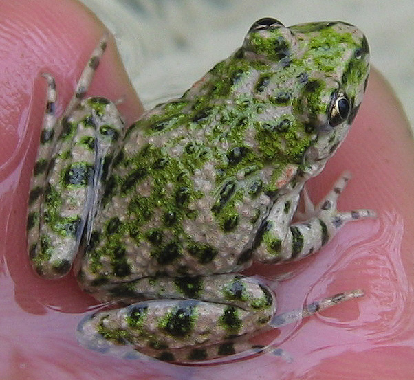 Sapillo Moteado Septentrional (Pelodytes punctatus)