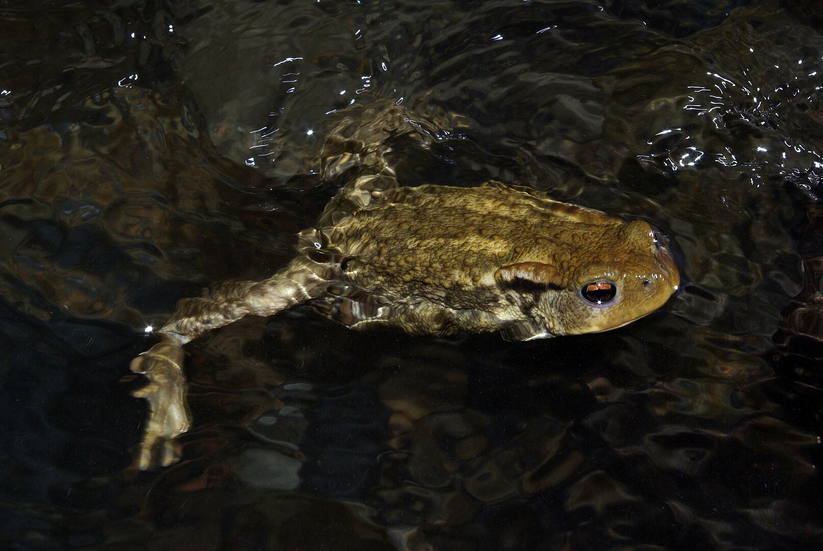 Sapo Común (Bufo spinosus)