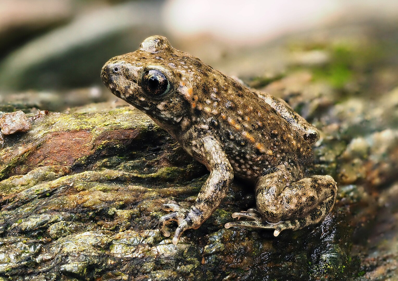 Sapo Partero Común (Alytes obstetricans)