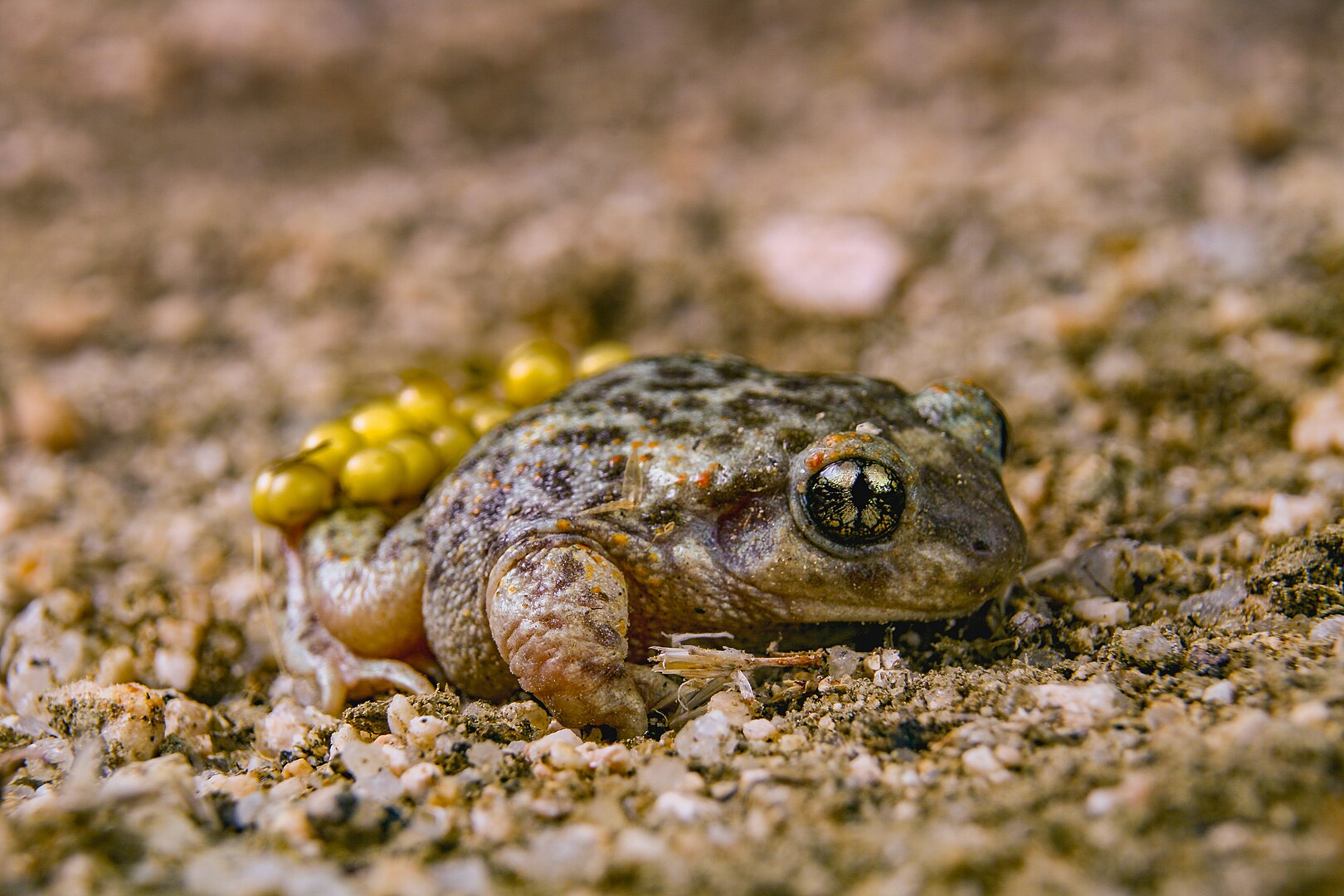 Sapo Partero Ibérico (Alytes cisternasii)