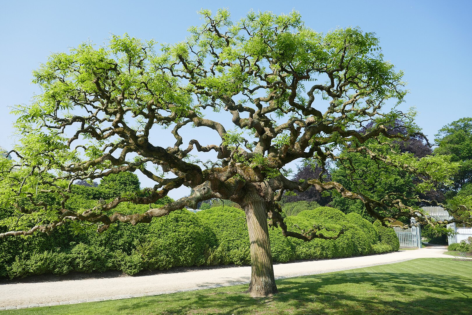 Sophora japonica