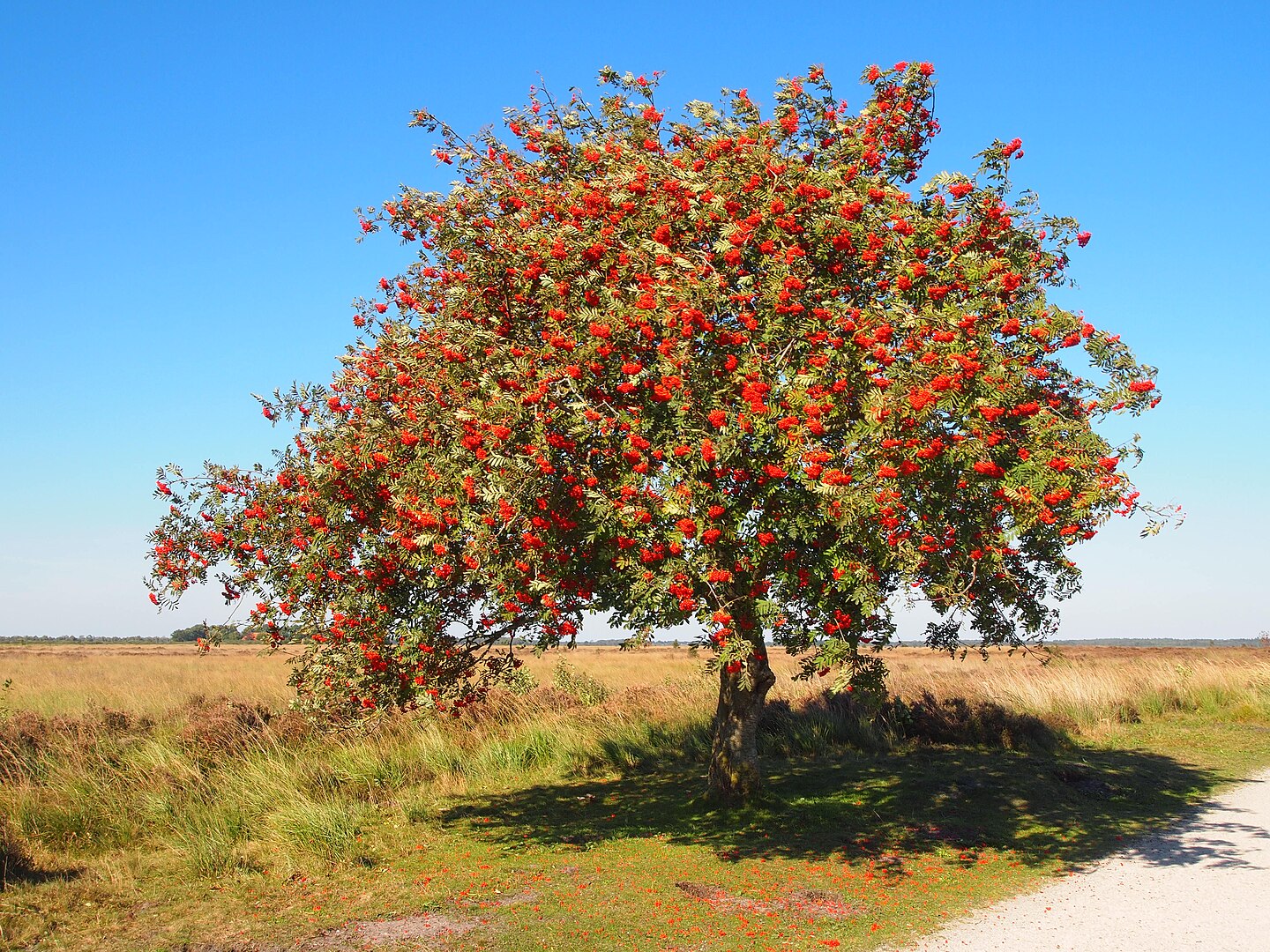 Sorbus aucuparia