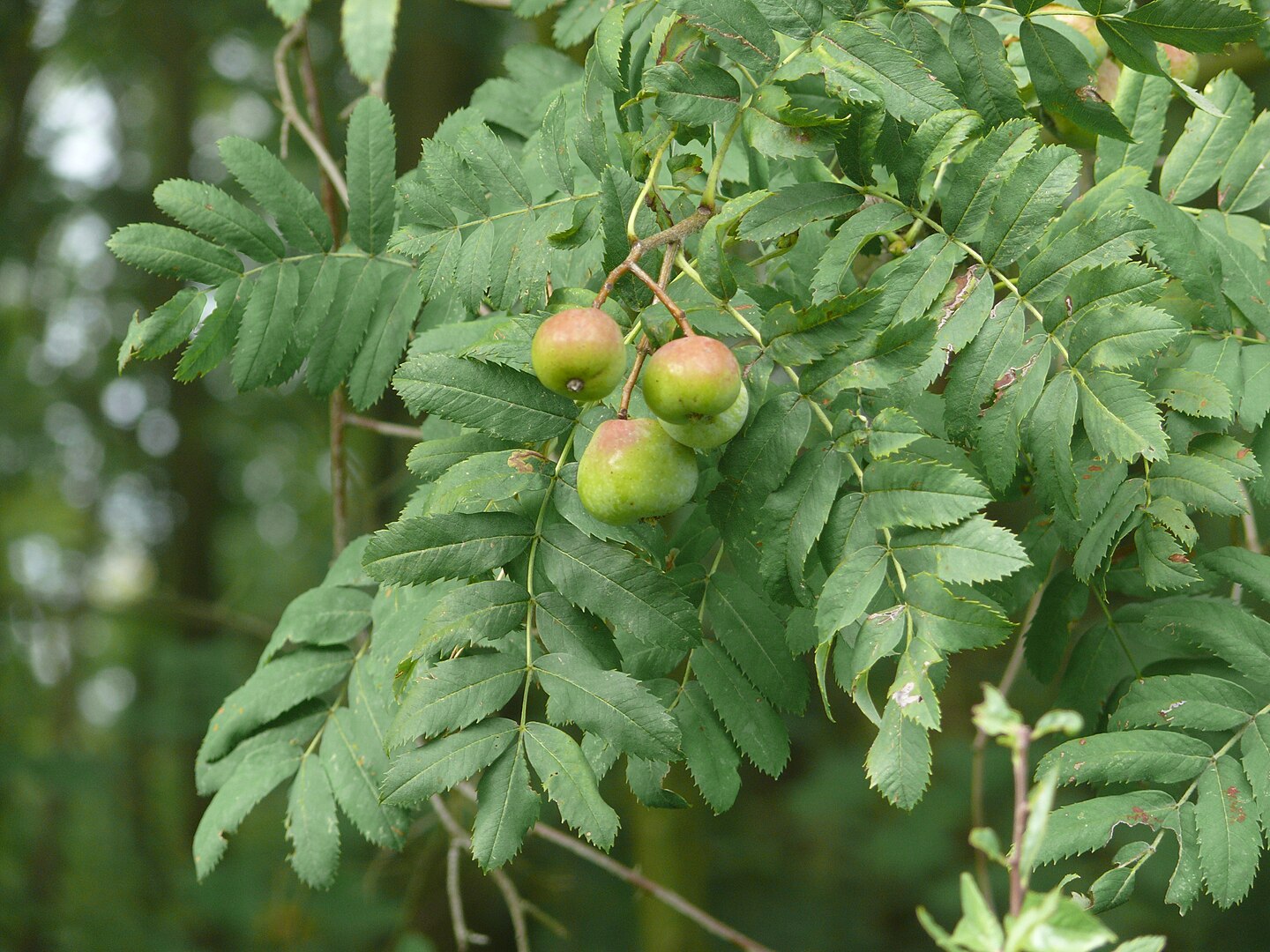 Sorbus domestica