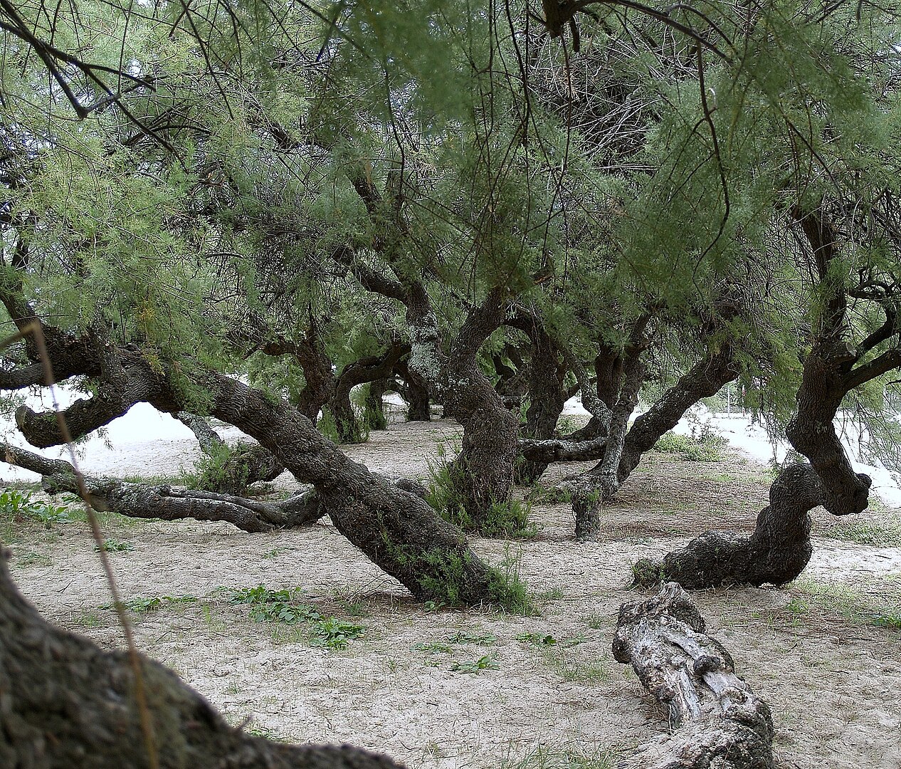 Tamarix gallica