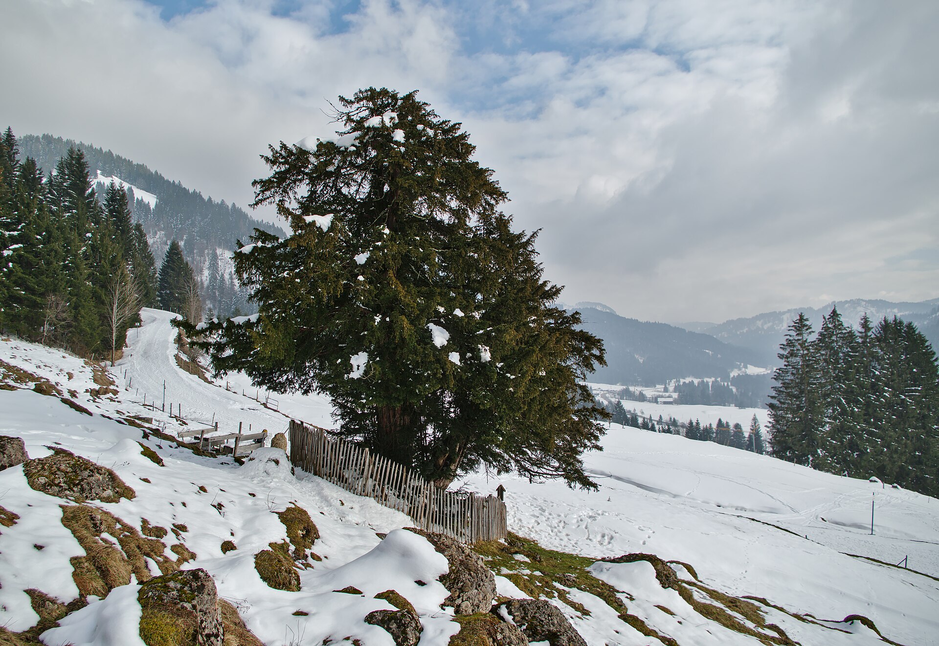 Taxus baccata