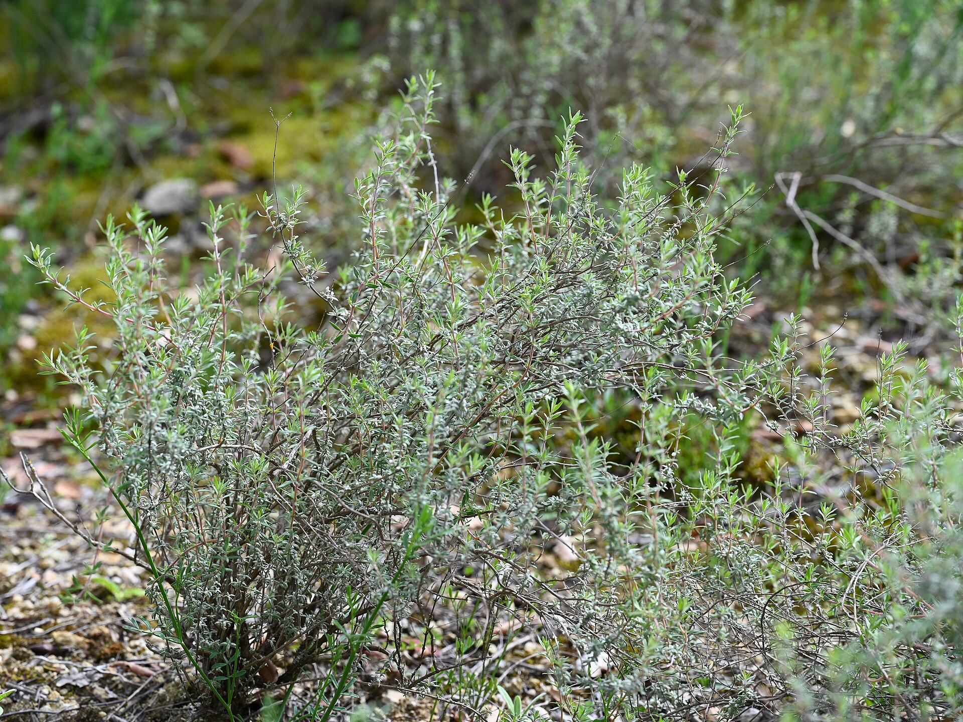 Thymus mastichina