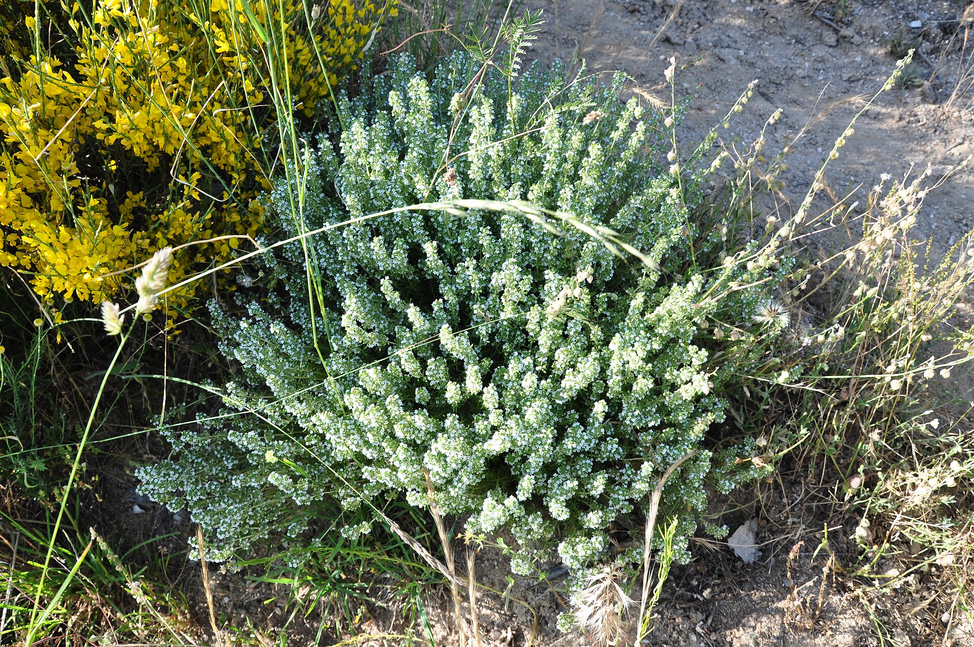 Thymus zygis