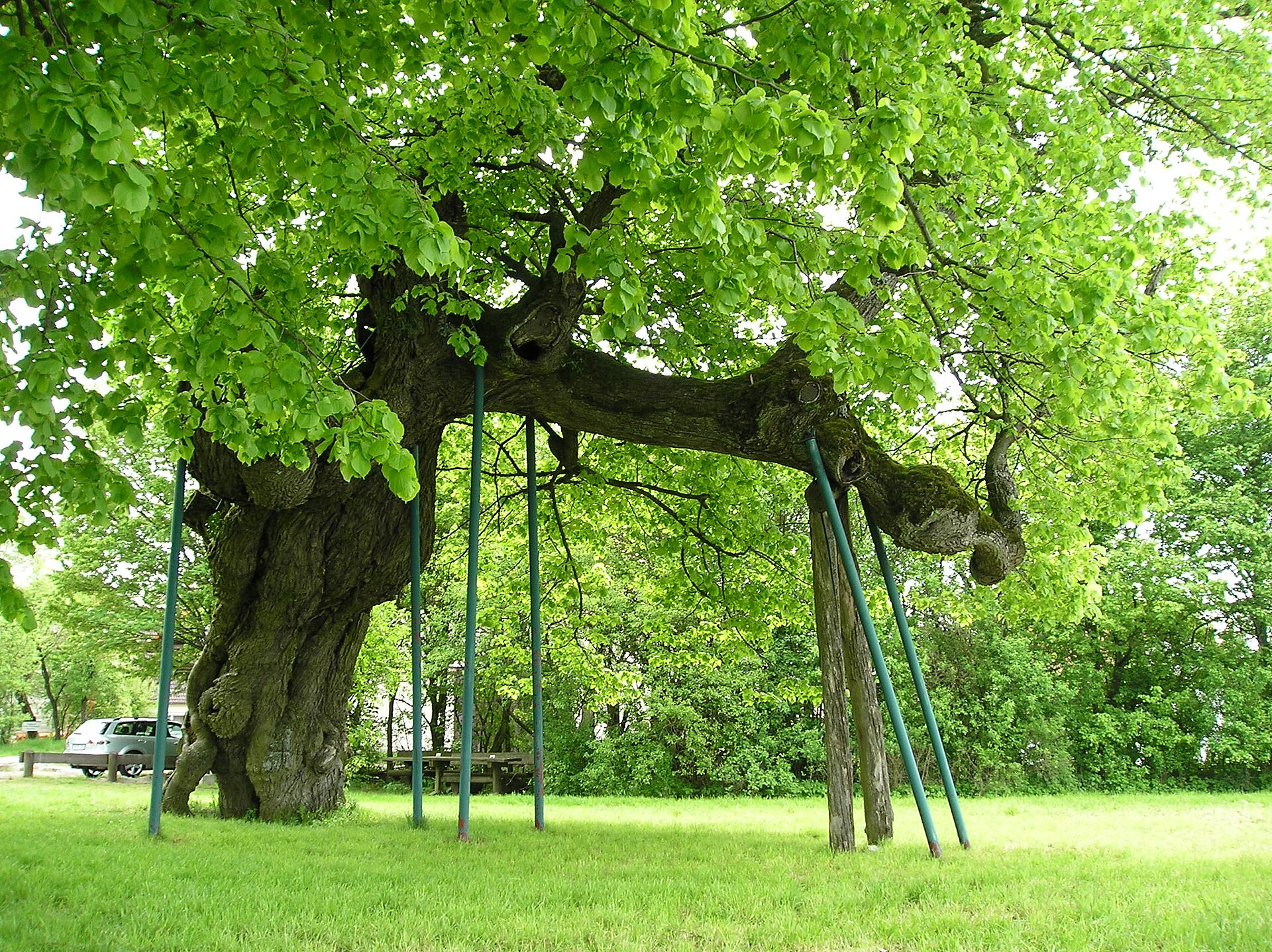 Tilia cordata
