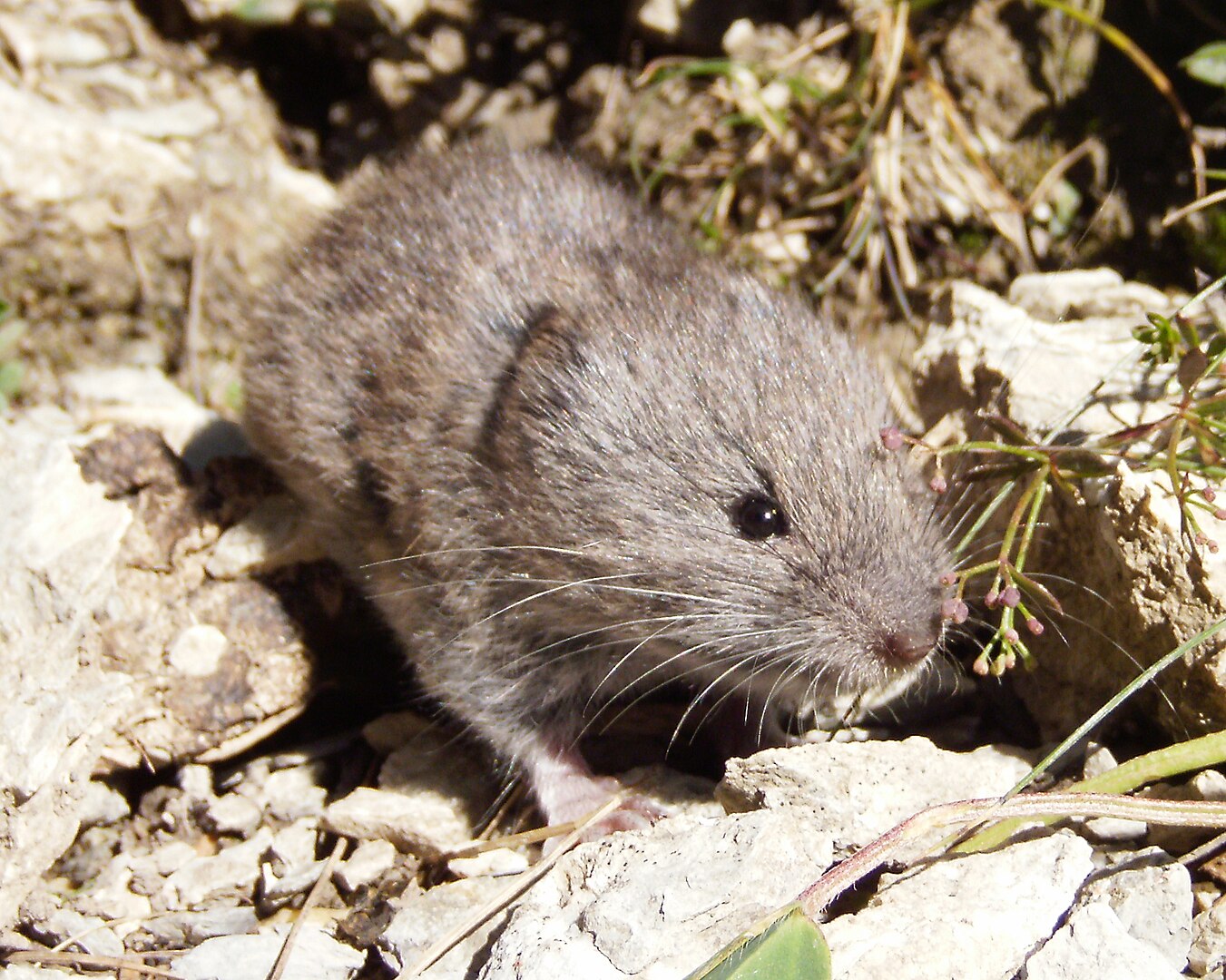 Topillo Nival (Chionomys nivalis)