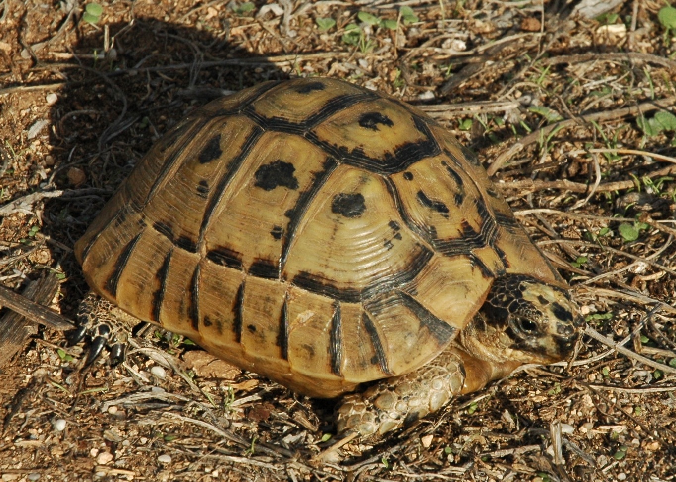 Tortuga Mora (Testudo graeca)