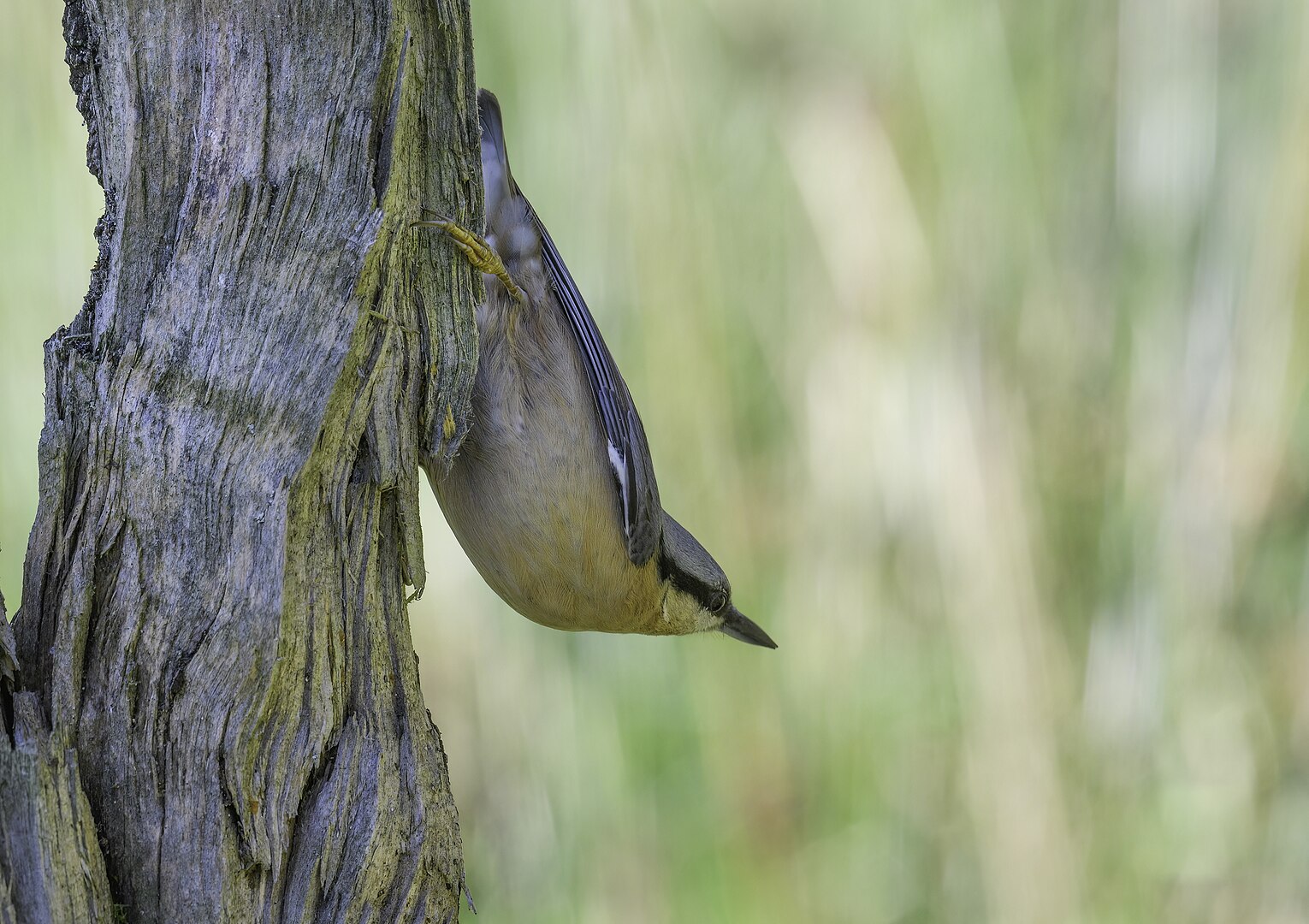 Trepador Azul (Sitta europaea)
